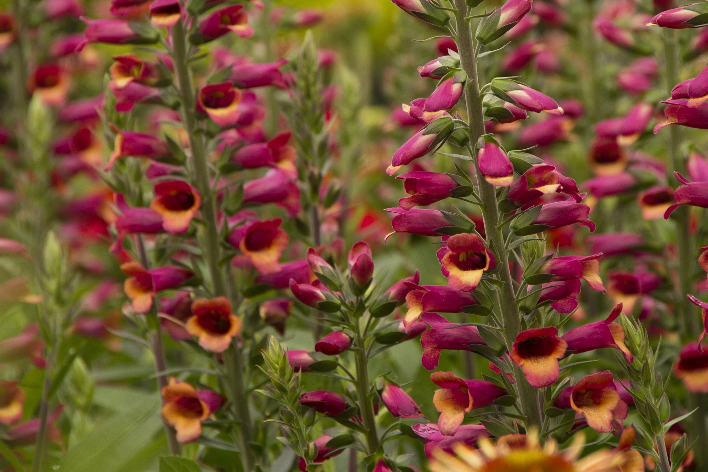 Foxlight™ Ruby Glow Foxglove 2 Foxlight™ Ruby Glow Foxglove