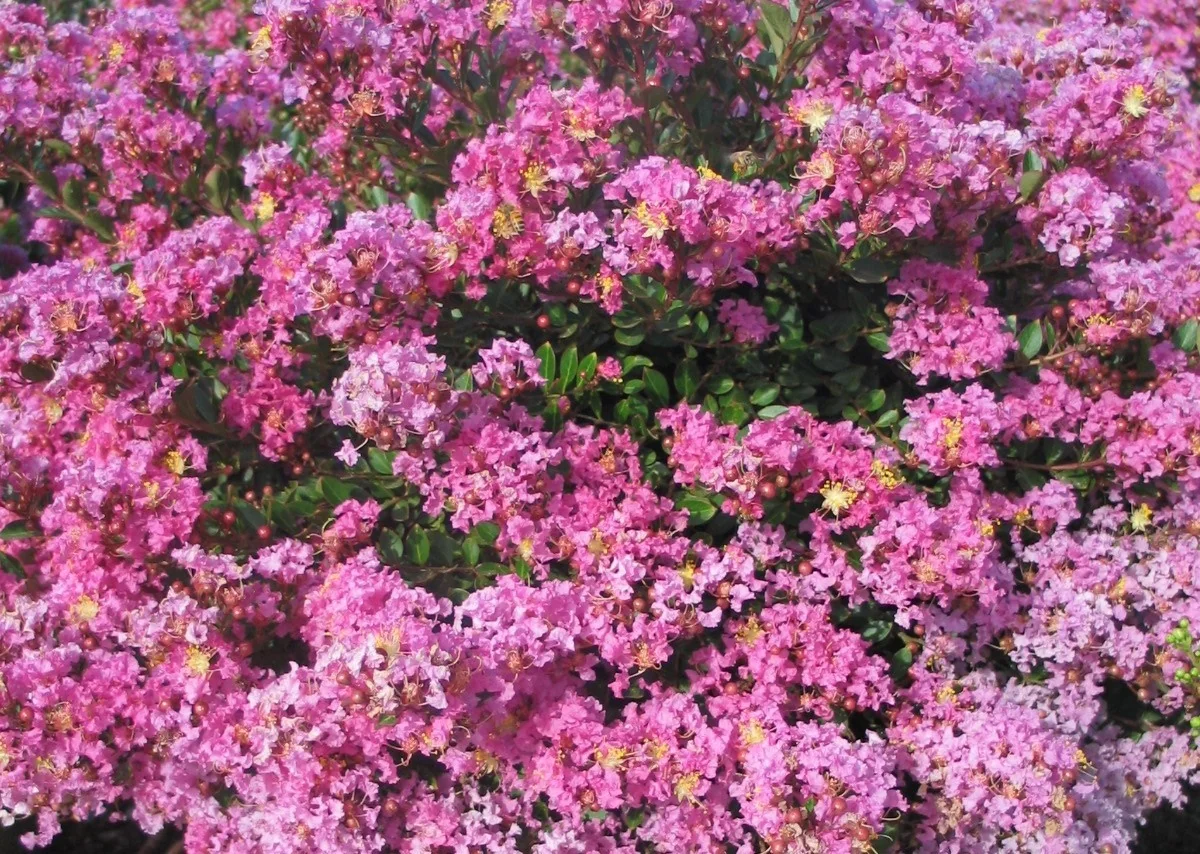 Pecos Crape Myrtle