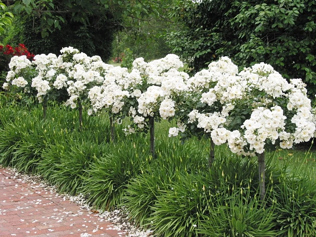 Flower Carpet® White Rose