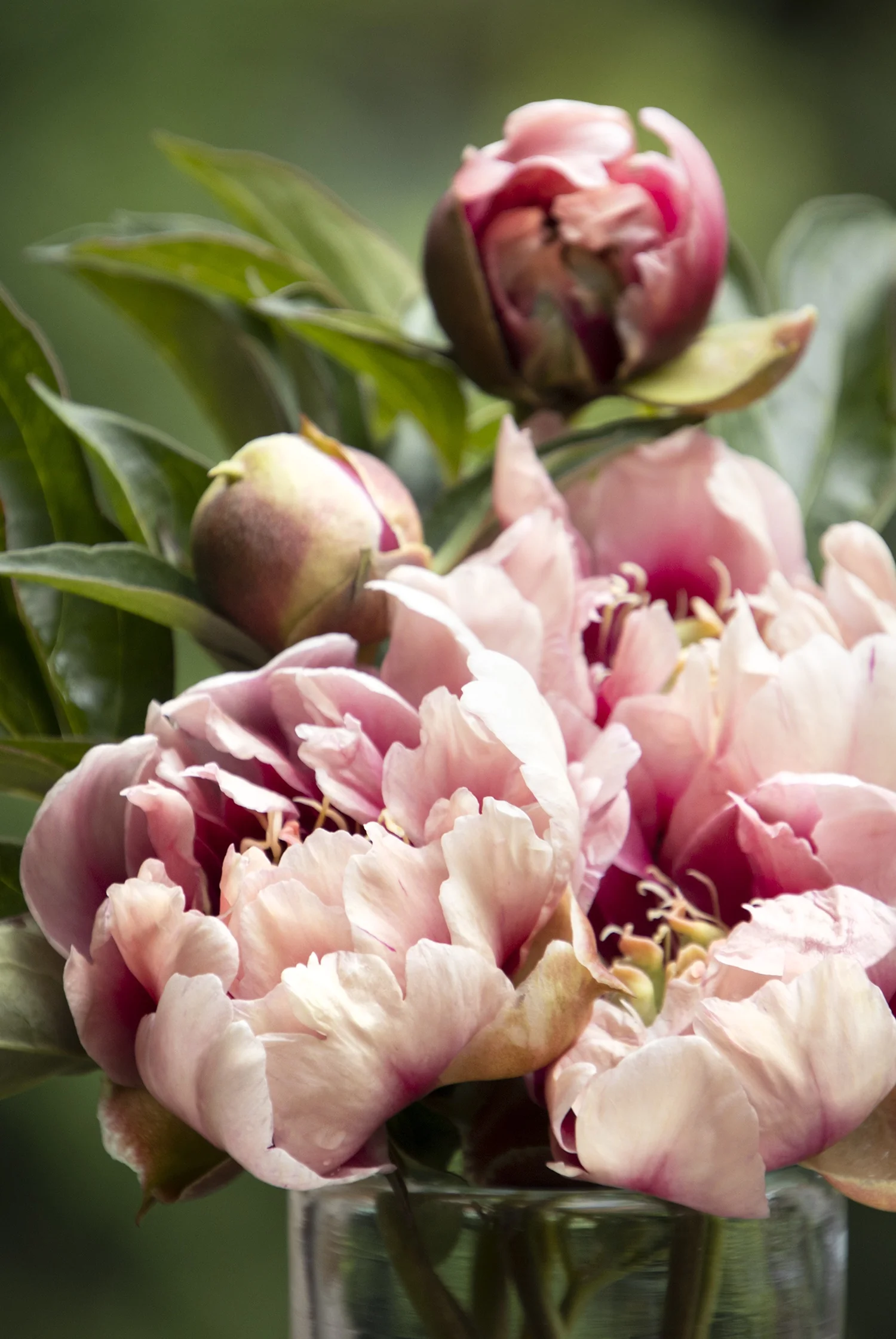 Caroline Constabel Itoh Peony 4 Caroline Constabel Itoh Peony