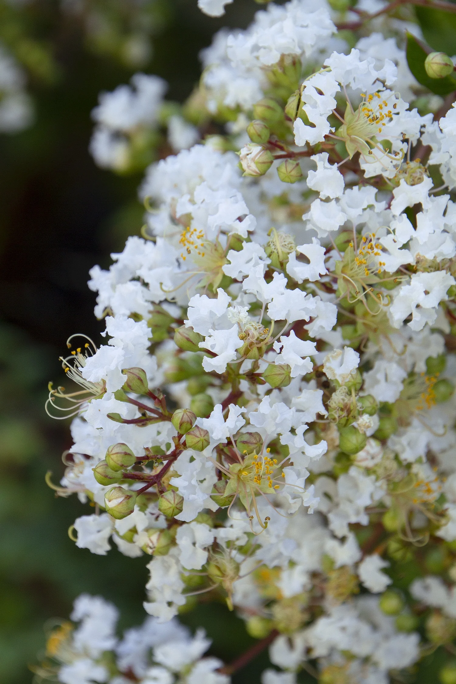 Natchez Crape Myrtle 3 Natchez Crape Myrtle