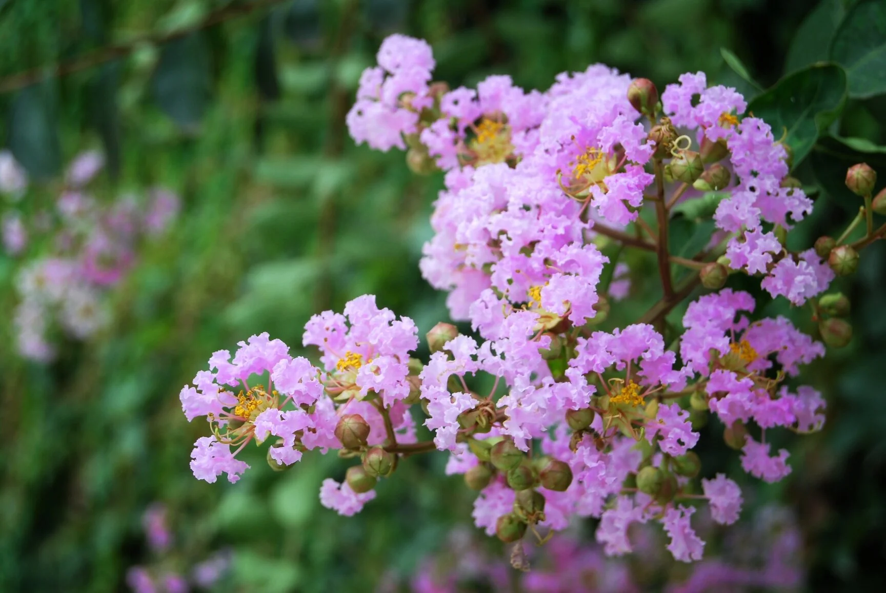 Muskogee Crape Myrtle