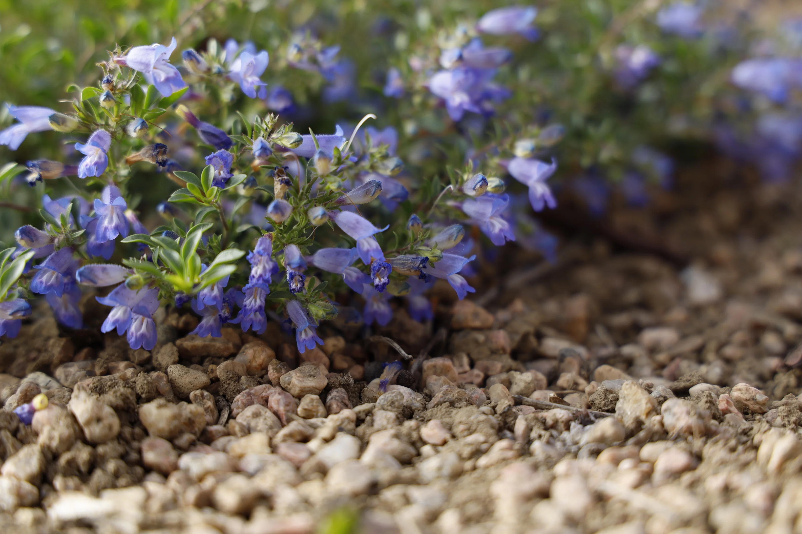 Waggon Wheel® Bluemat Penstemon 1 Waggon Wheel® Bluemat Penstemon