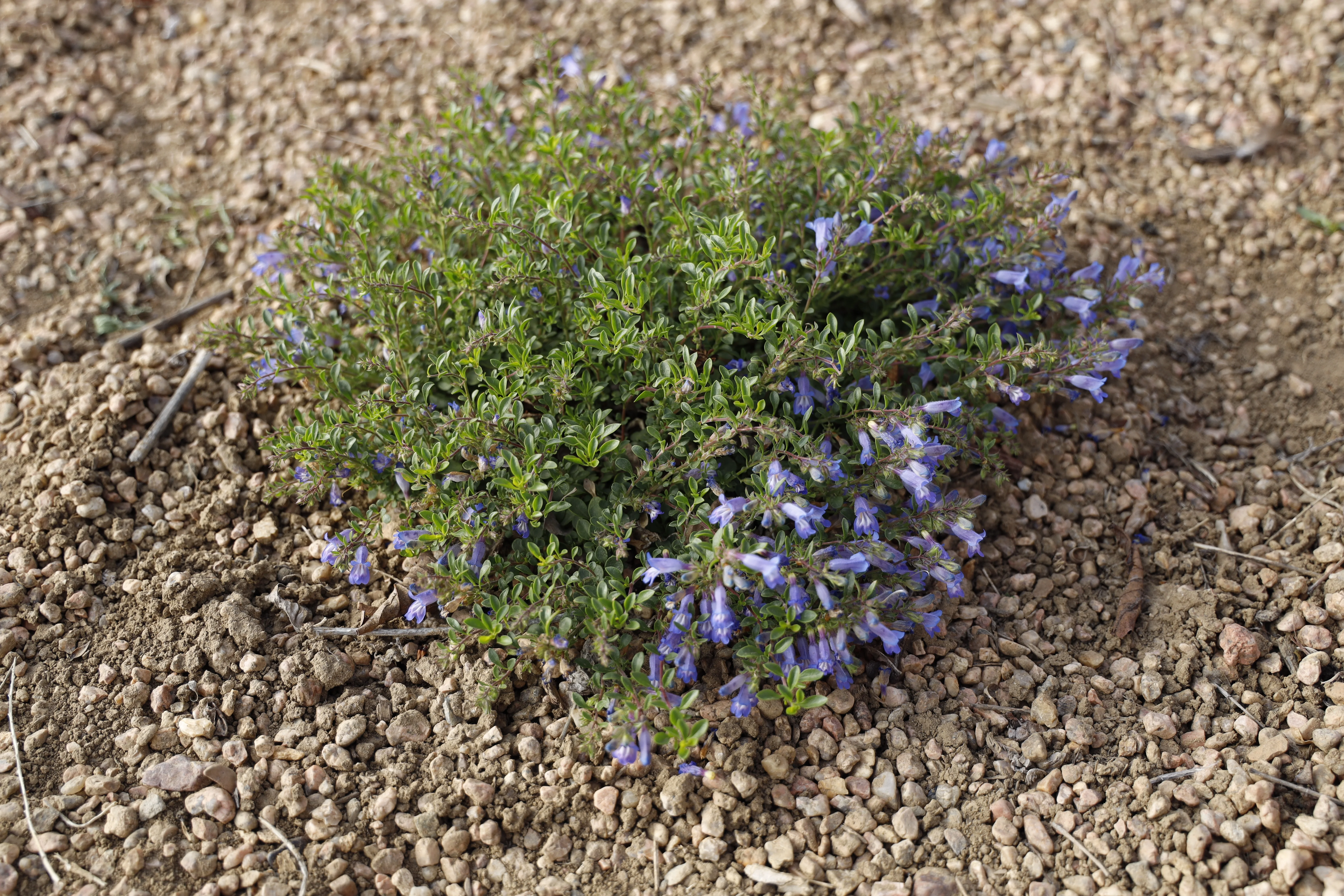 Waggon Wheel® Bluemat Penstemon 2 Waggon Wheel® Bluemat Penstemon