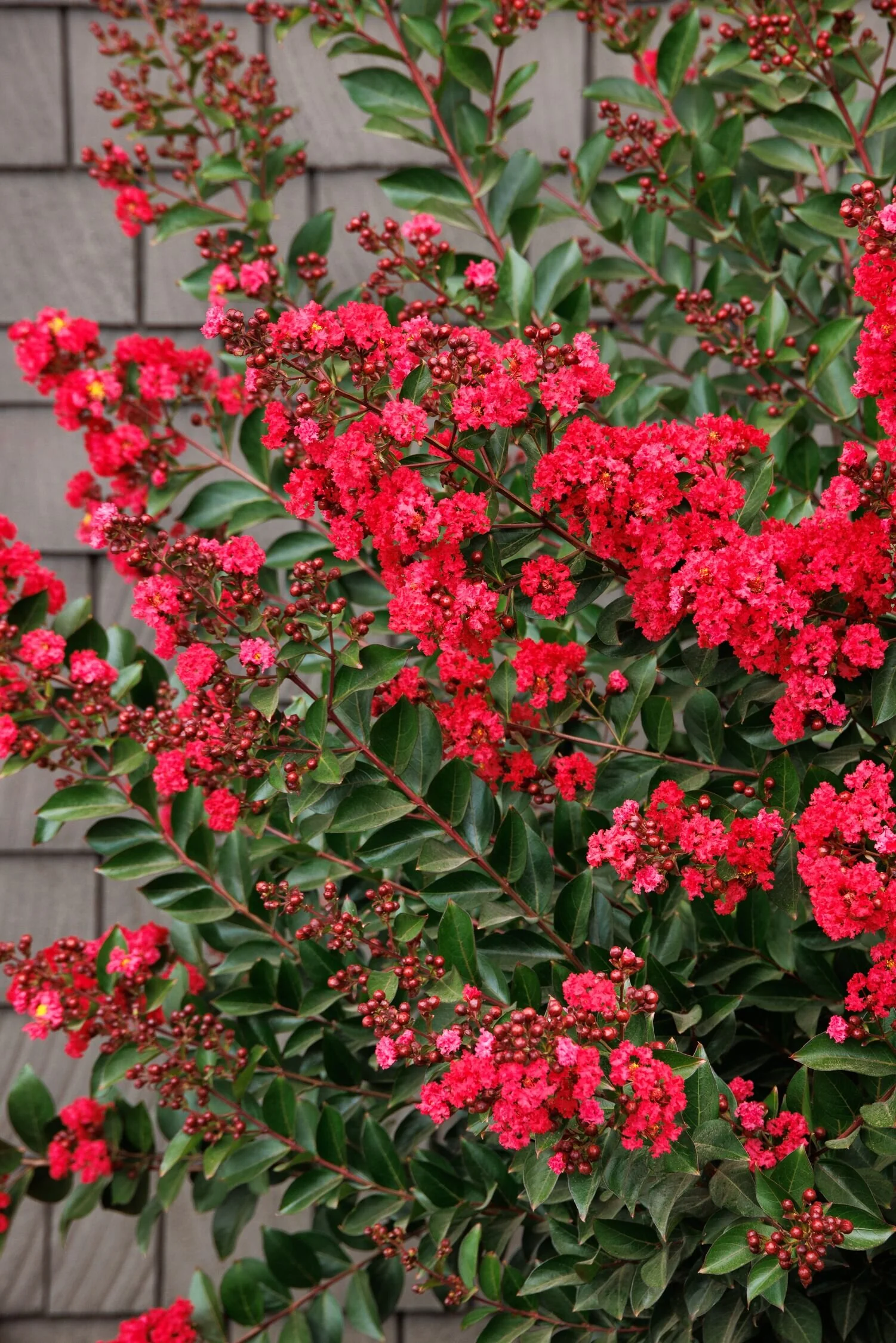 Enduring™ Summer Red Crape Myrtle