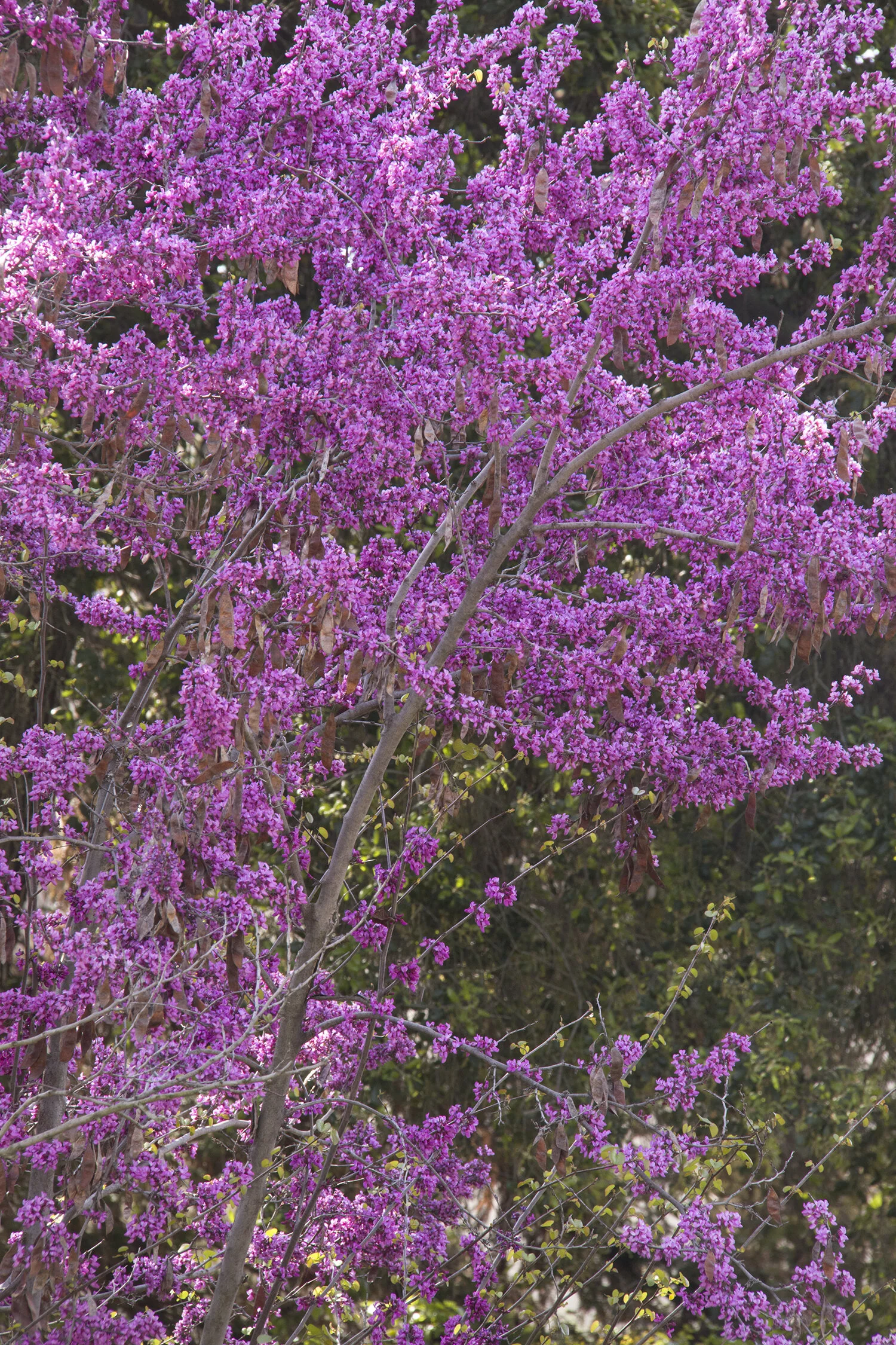 Claremont Western Redbud