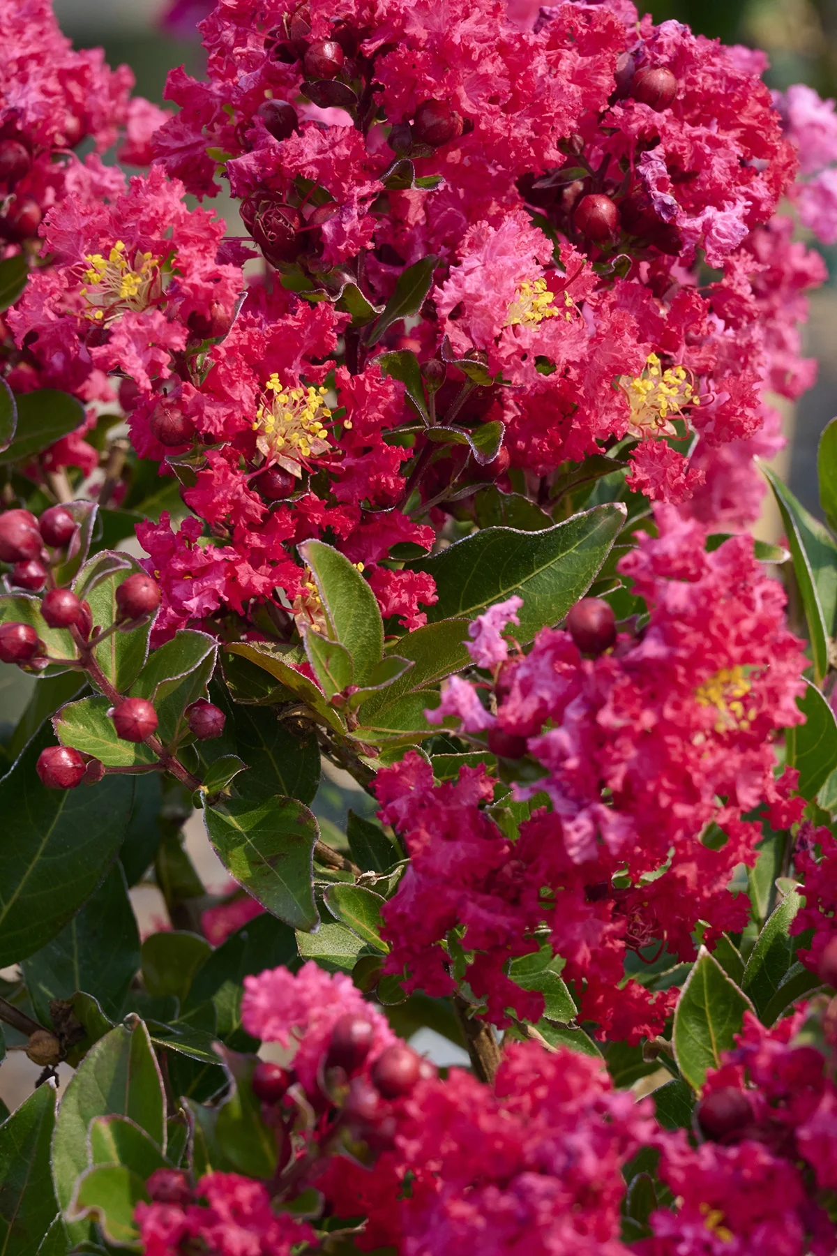 Summerlasting® Strawberry Crape Myrtle