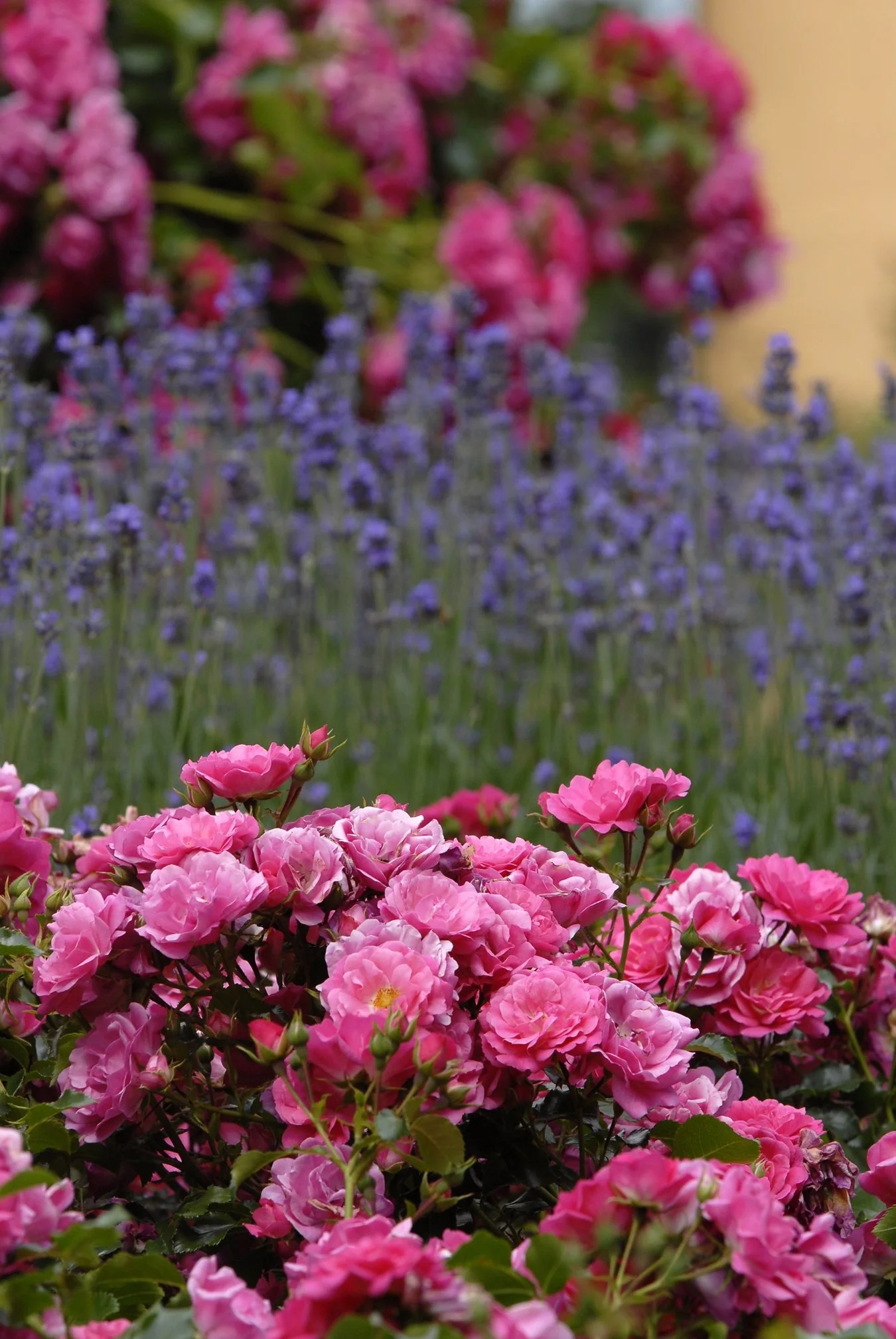 Flower Carpet® Pink Rose
