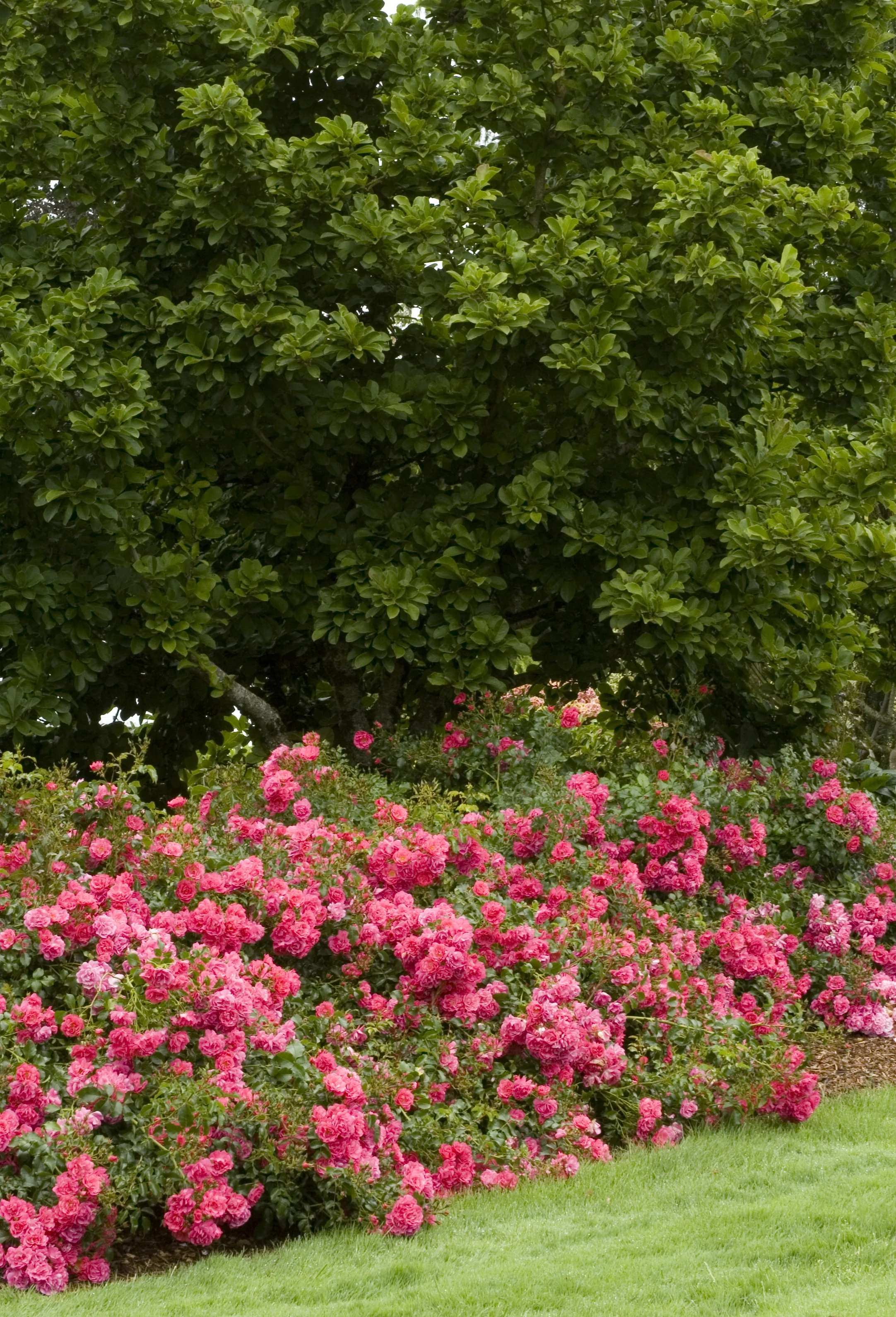 Flower Carpet® Pink Rose