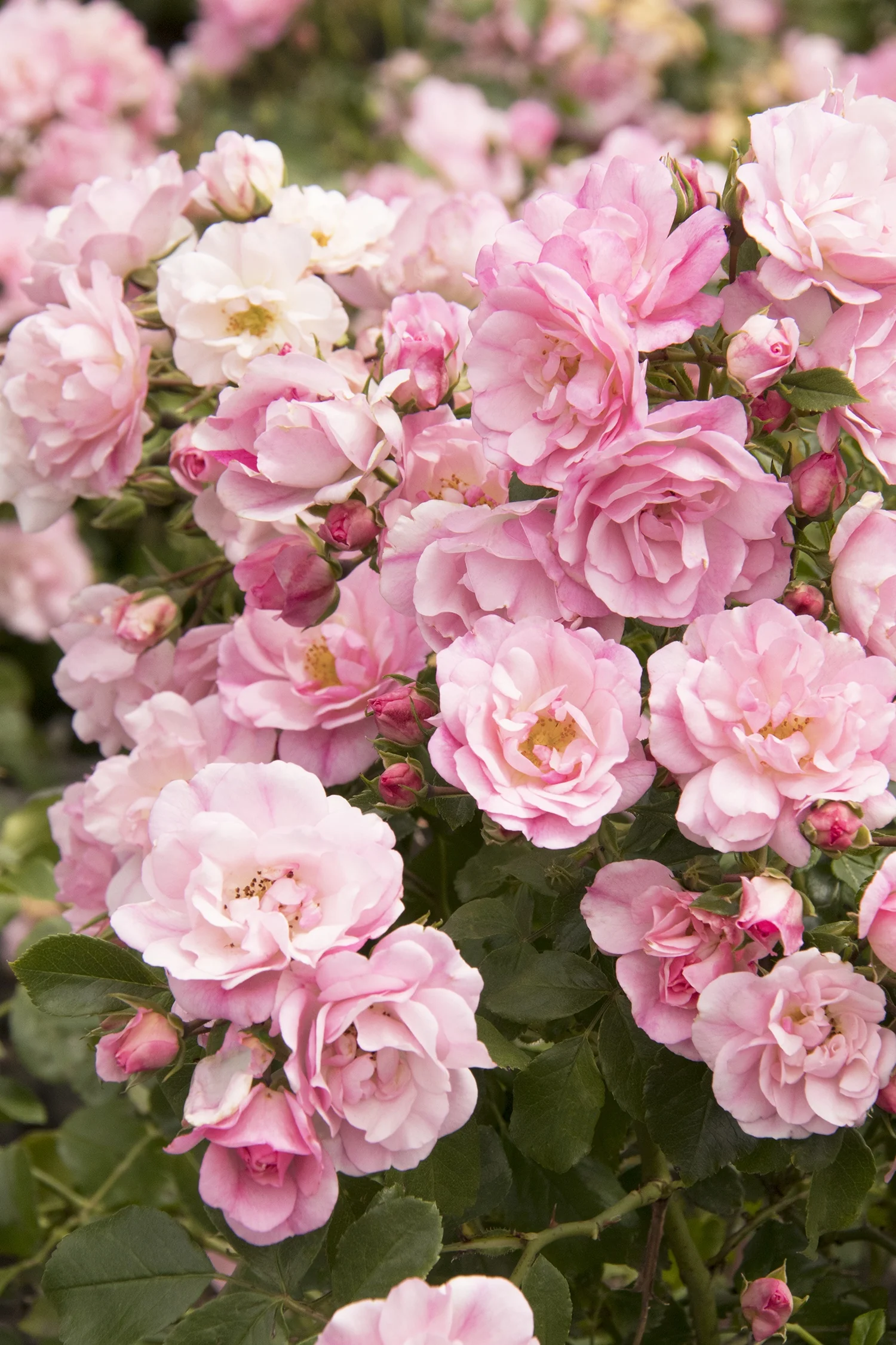 Flower Carpet® Appleblossom Rose