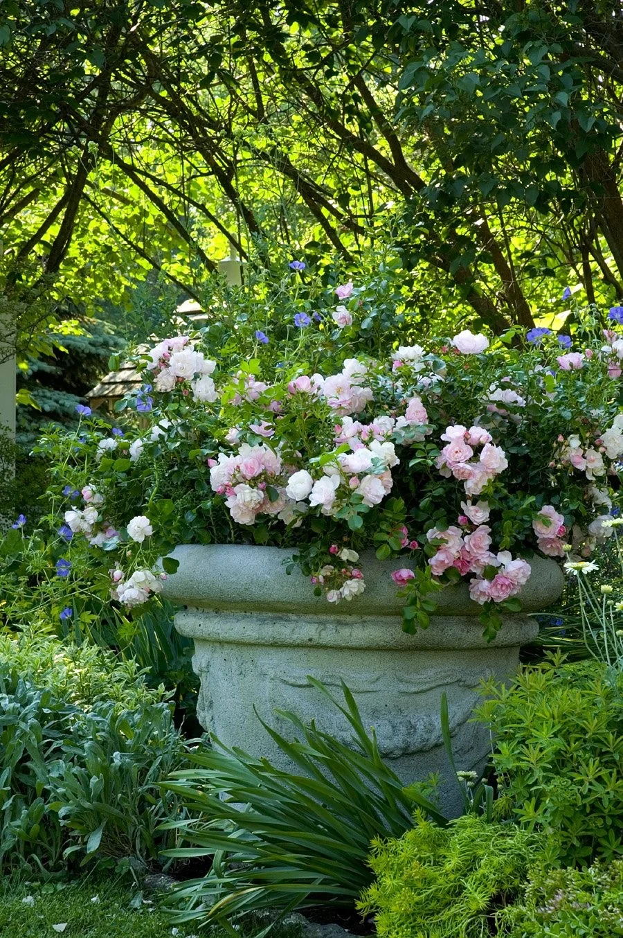Flower Carpet® Appleblossom Rose