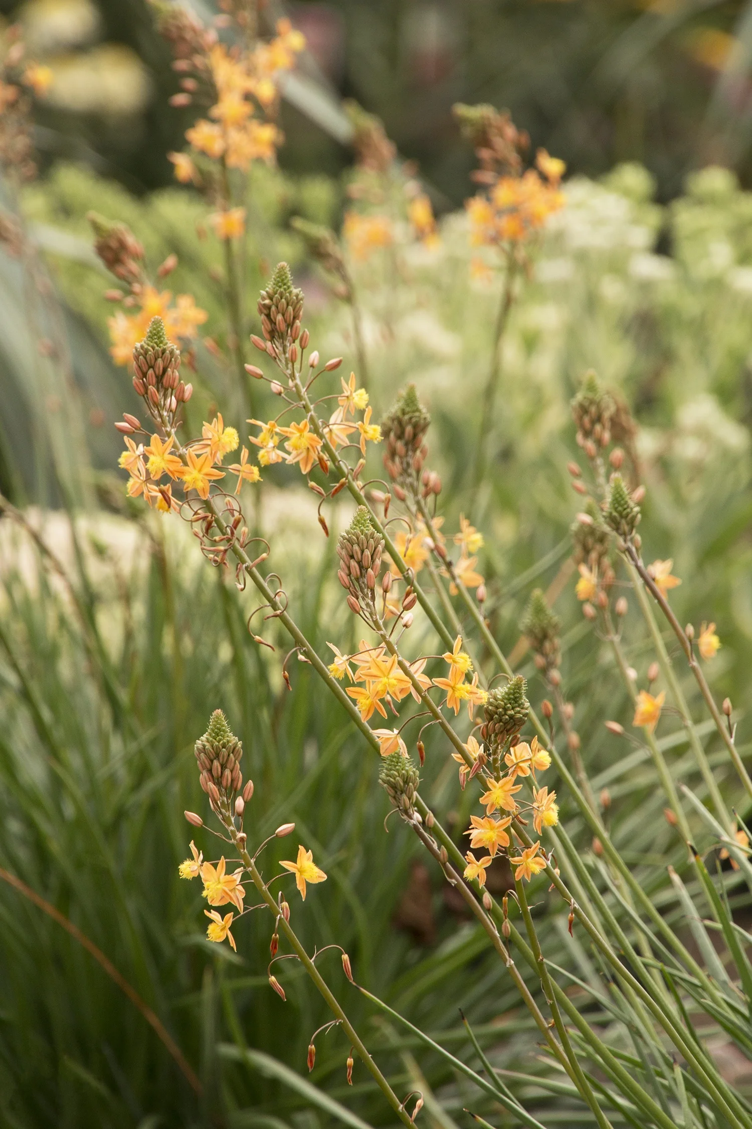 Orange Stalked Bulbine