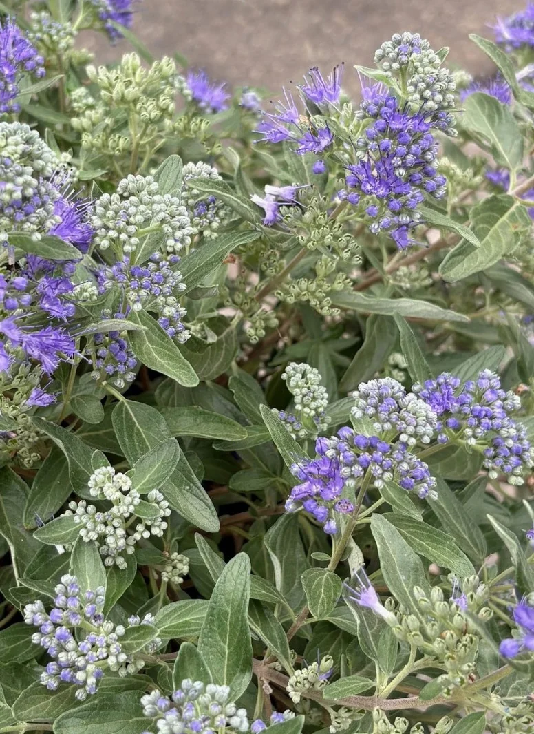 Blue Dune Bluebeard 4 Blue Dune Bluebeard