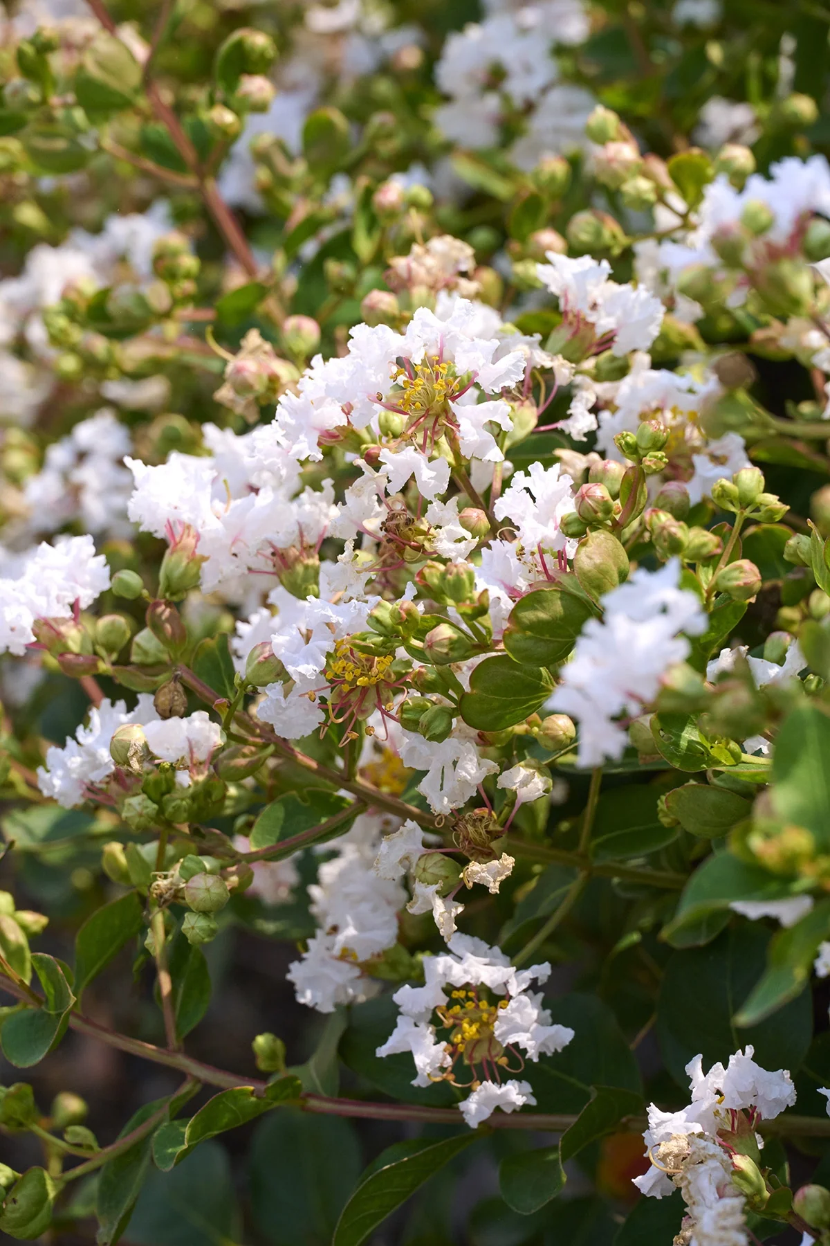 Petite Snow™ Crape Myrtle