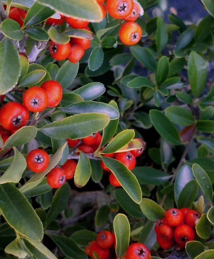 Red Elf™ Pyracantha