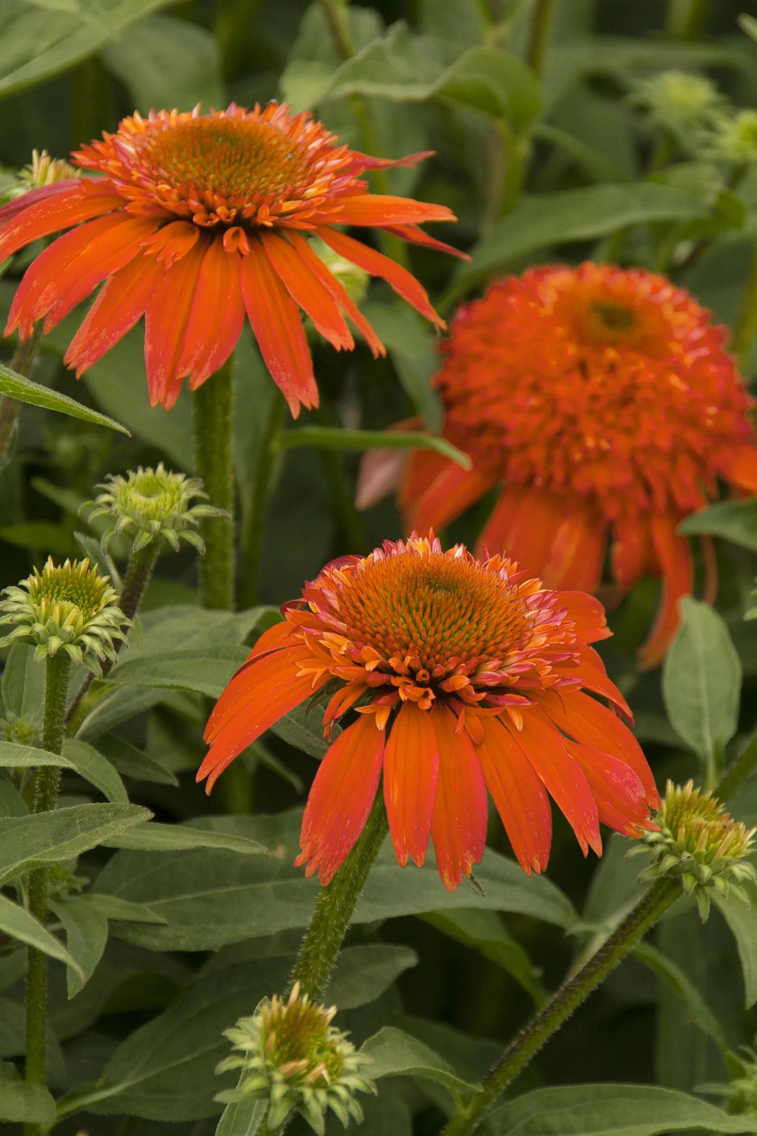 Double Scoop™ Mandarin Coneflower