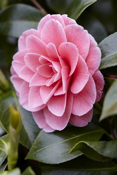 Mrs. Tingley Camellia 1 Mrs. Tingley Camellia