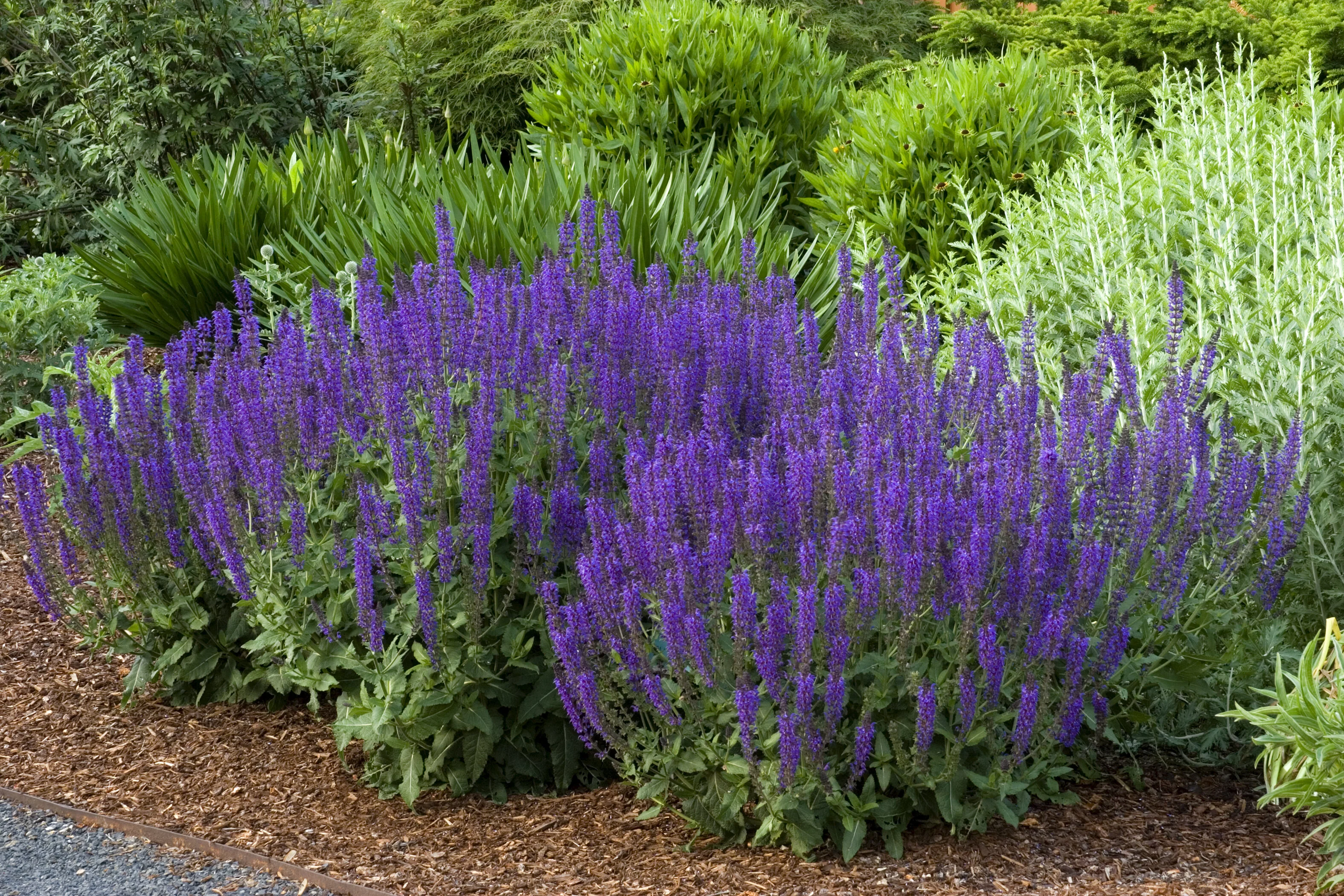 May Night Meadow Sage