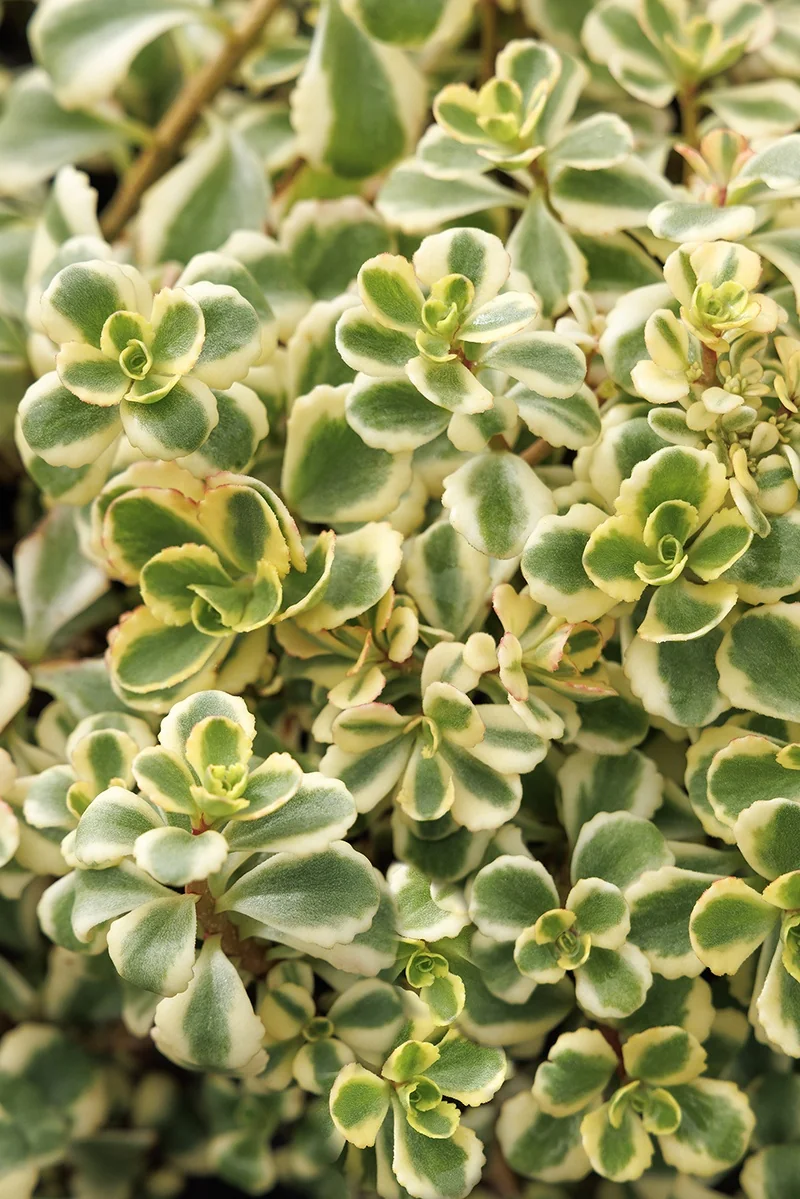 Little Gecko Stonecrop 5 Little Gecko Stonecrop