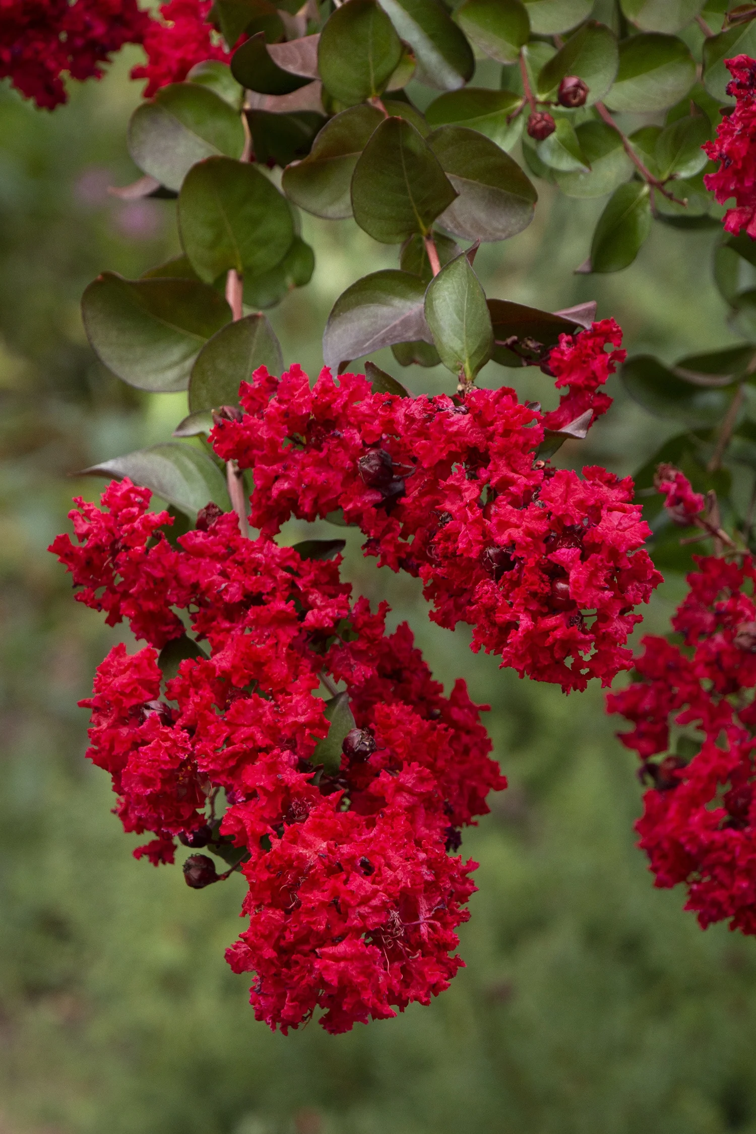 Dynamite® Crape Myrtle 2 Dynamite® Crape Myrtle