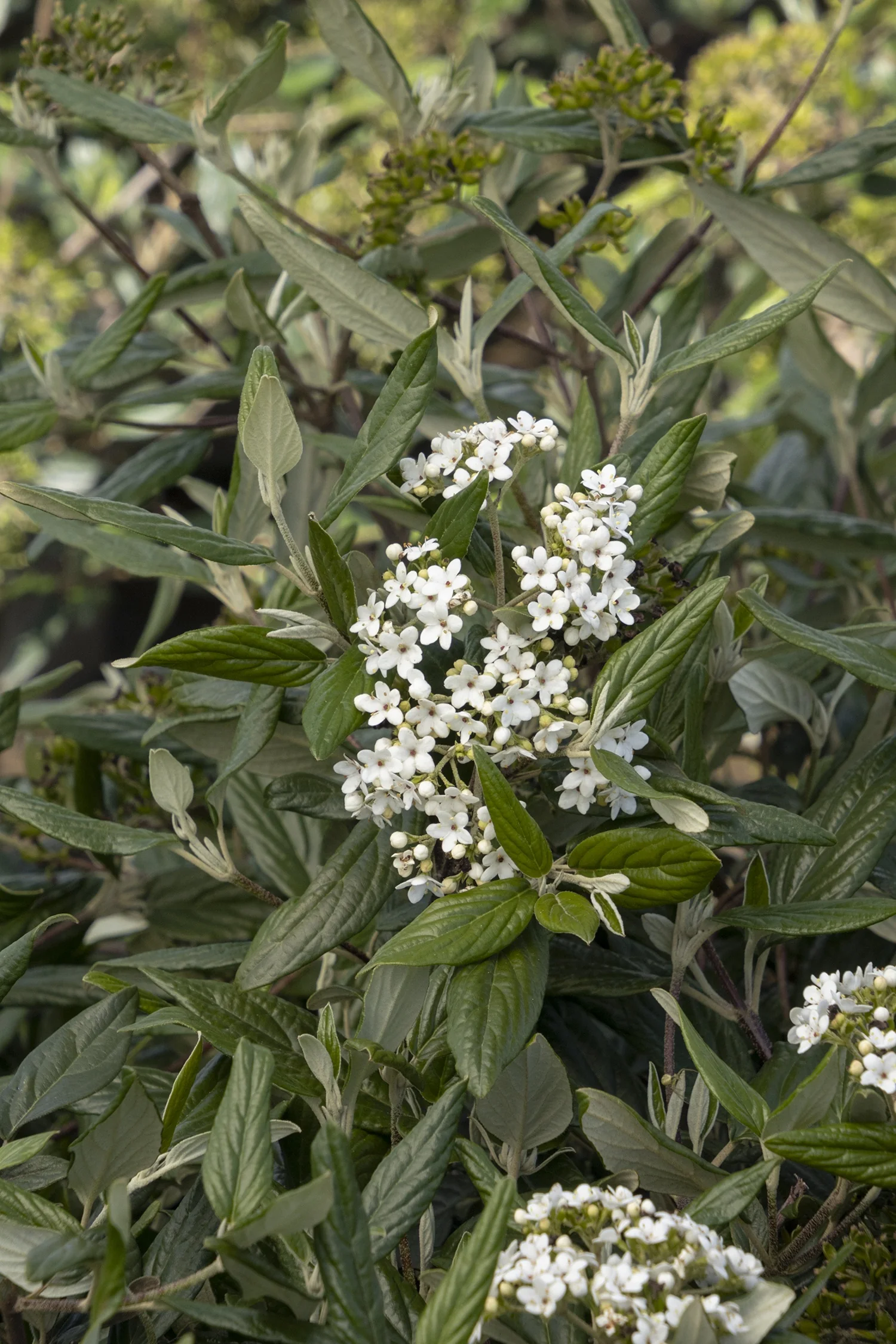 Pearlific® Viburnum 1 Pearlific® Viburnum