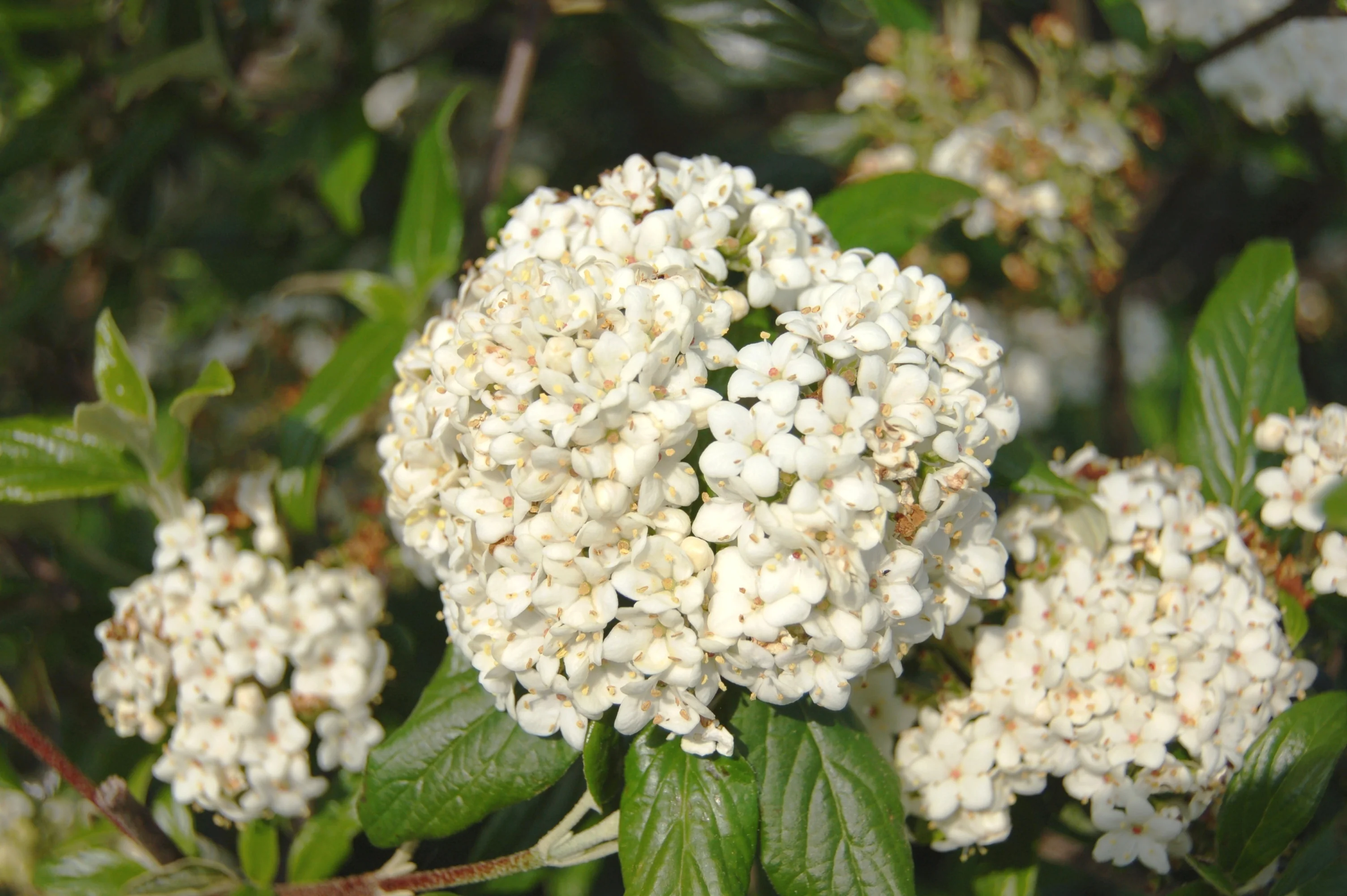 Pearlific® Viburnum 2 Pearlific® Viburnum
