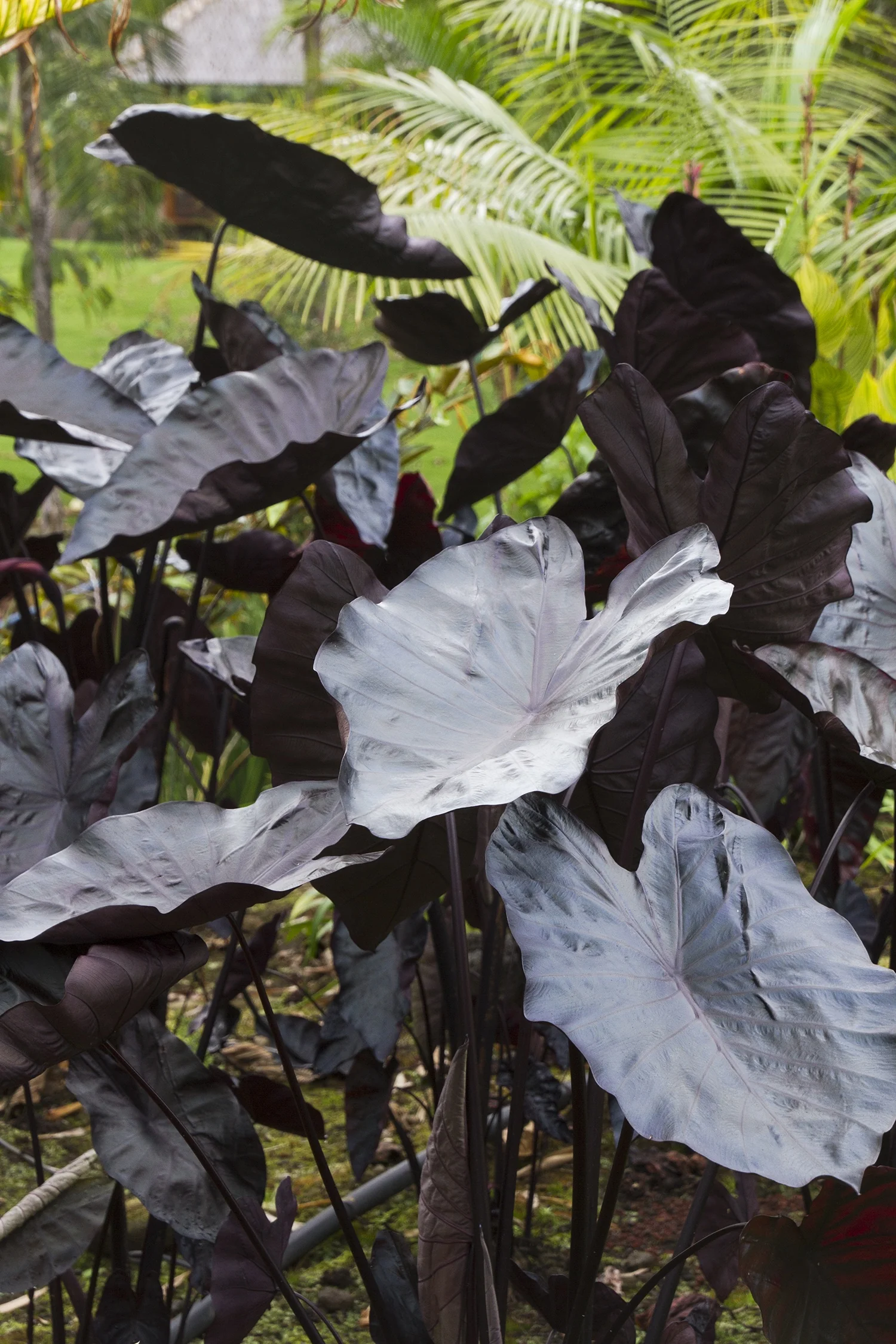 Royal Hawaiian® Black Coral Elephant Ear