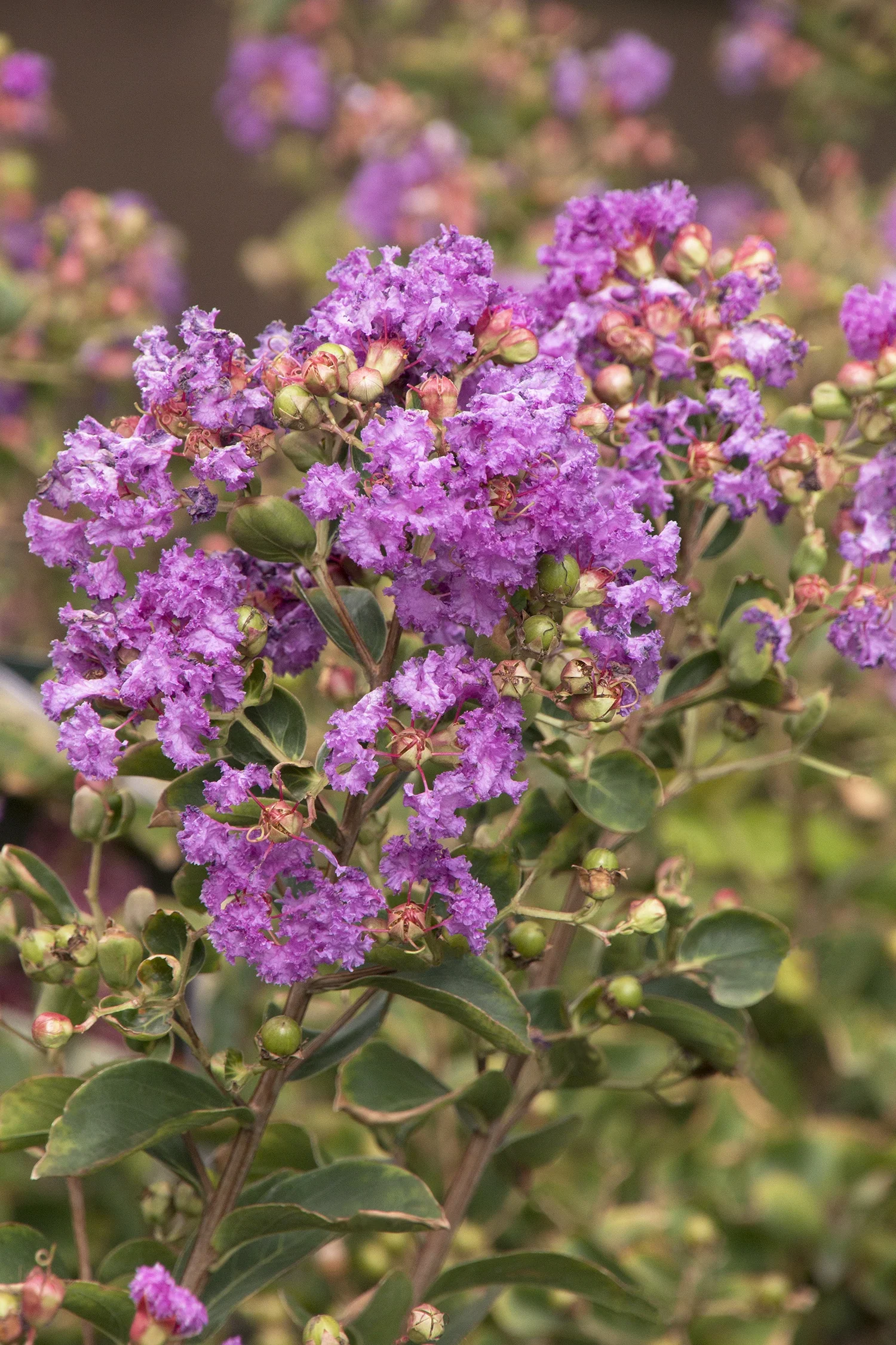 Catawba Crape Myrtle