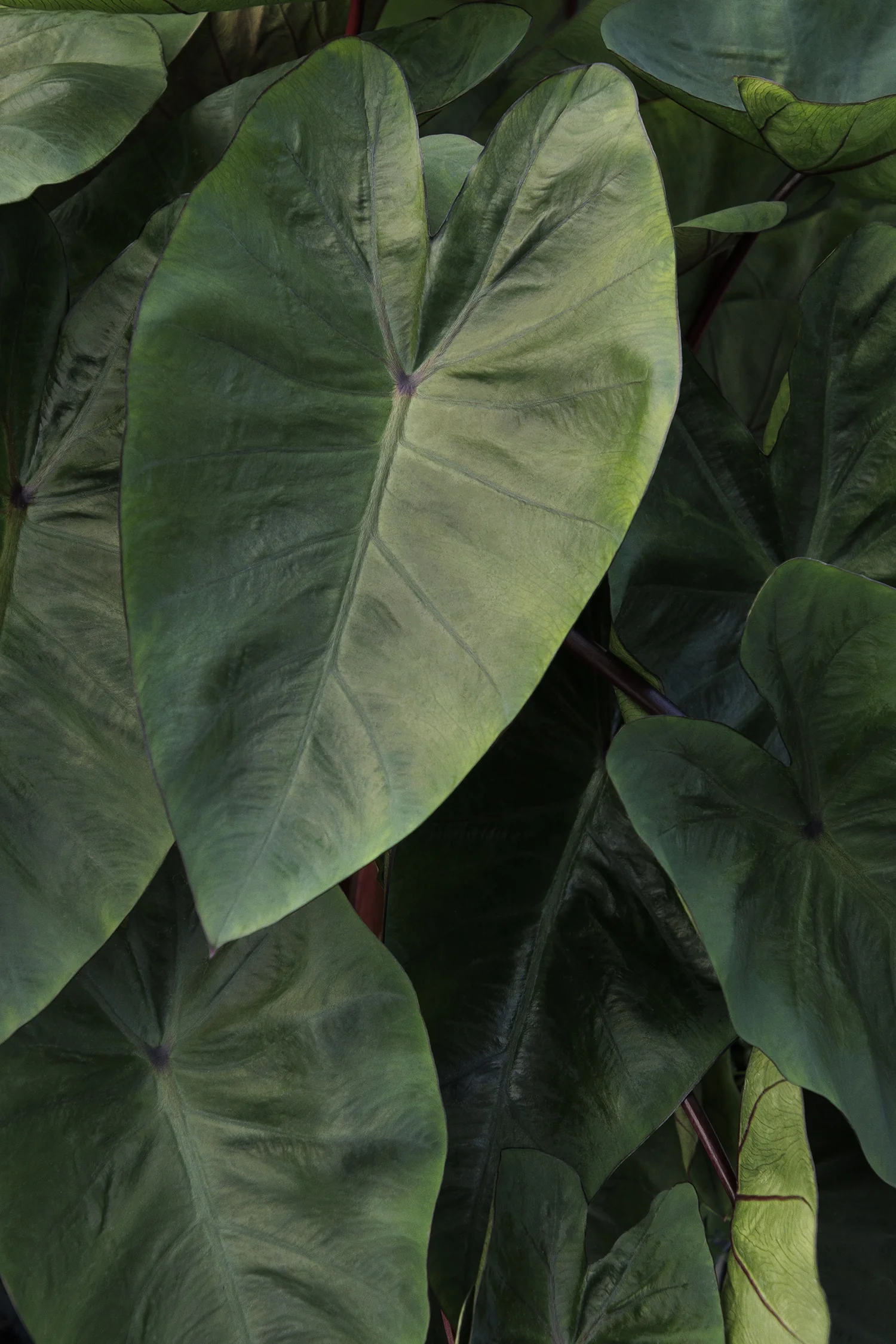 Royal Hawaiian® Hawaiian Punch Elephant Ear 4 Royal Hawaiian® Hawaiian Punch Elephant Ear