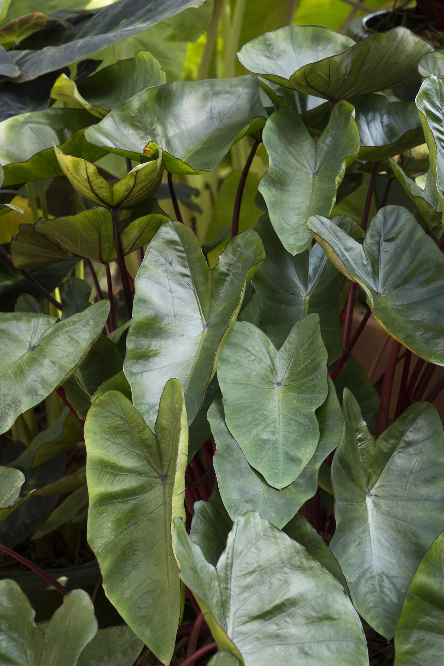 Royal Hawaiian® Hawaiian Punch Elephant Ear 3 Royal Hawaiian® Hawaiian Punch Elephant Ear
