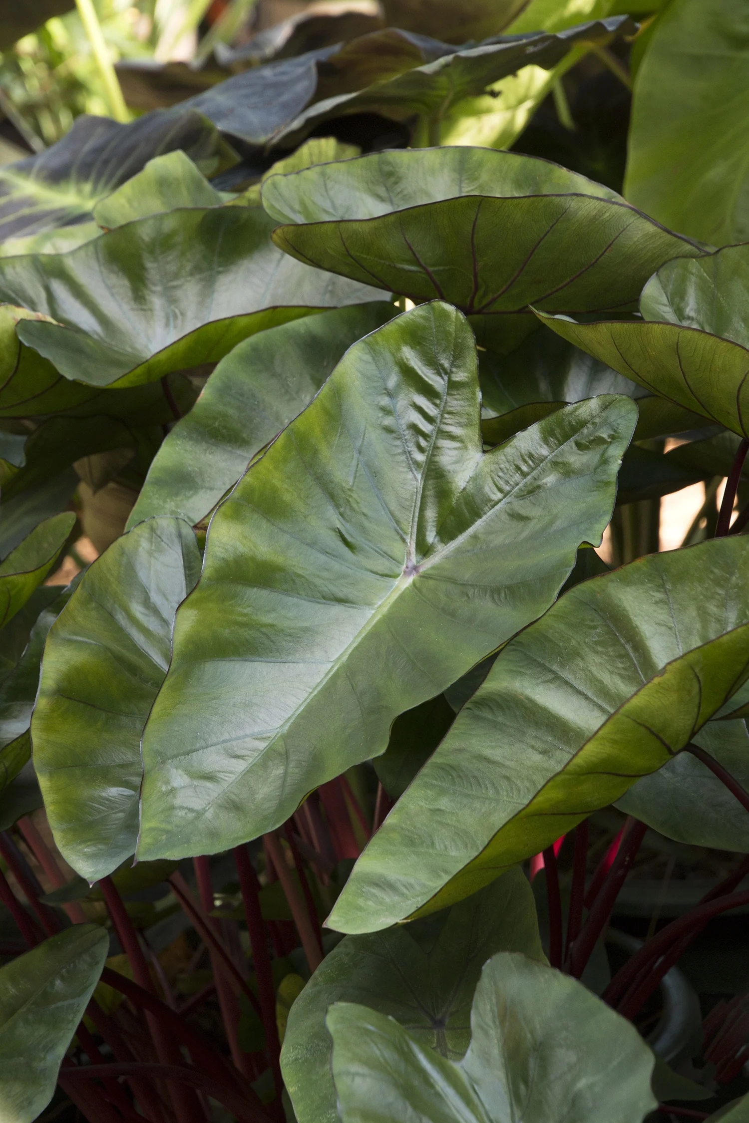 Royal Hawaiian® Hawaiian Punch Elephant Ear 4 Royal Hawaiian® Hawaiian Punch Elephant Ear