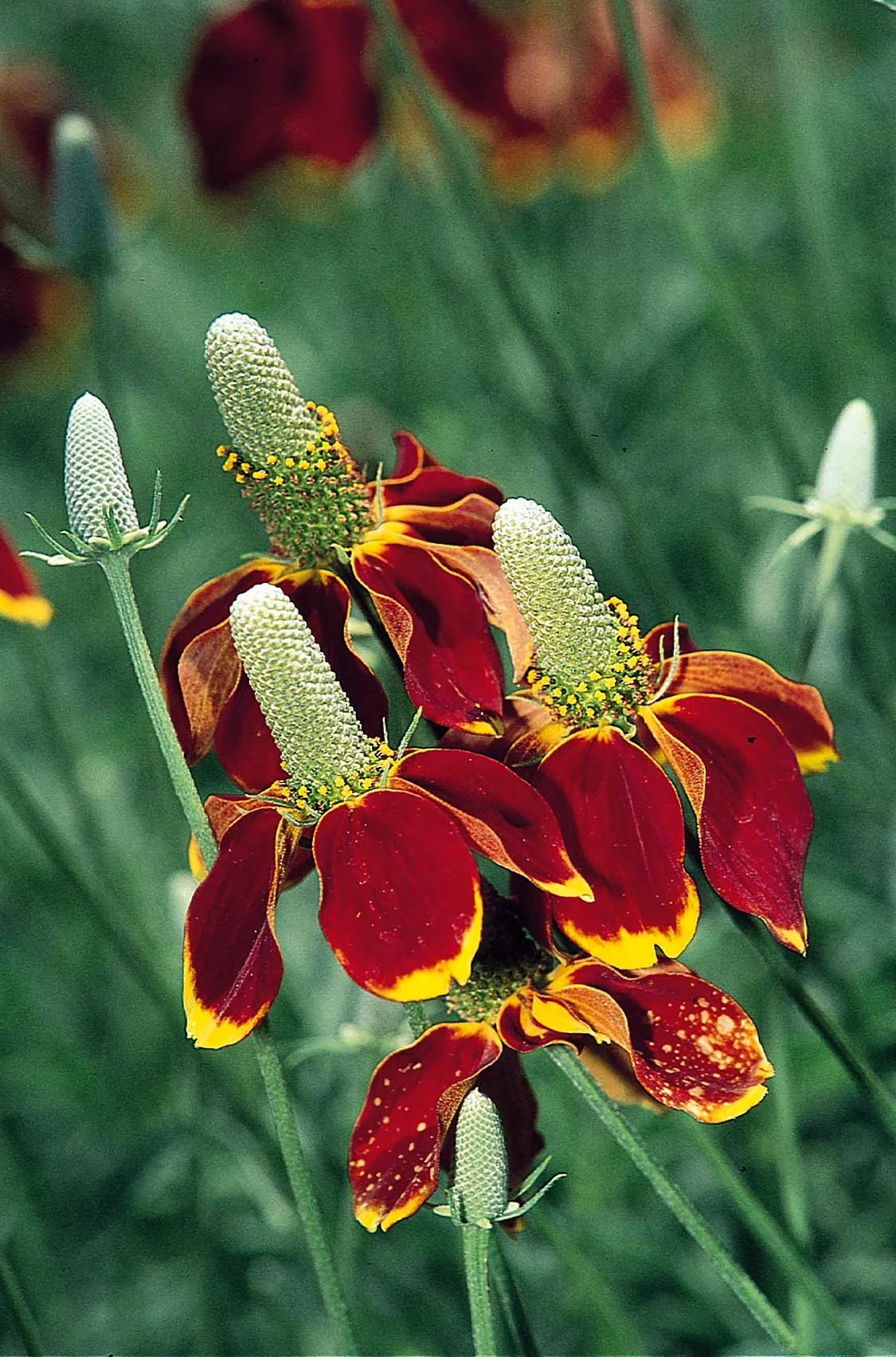 Mexican Hat 2 Mexican Hat