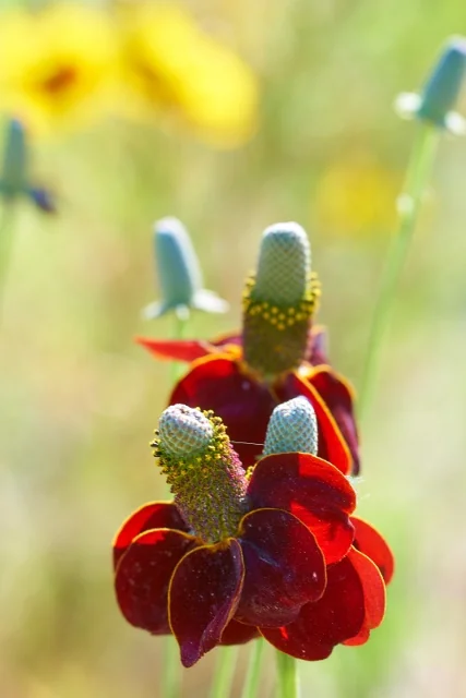 Mexican Hat 3 Mexican Hat