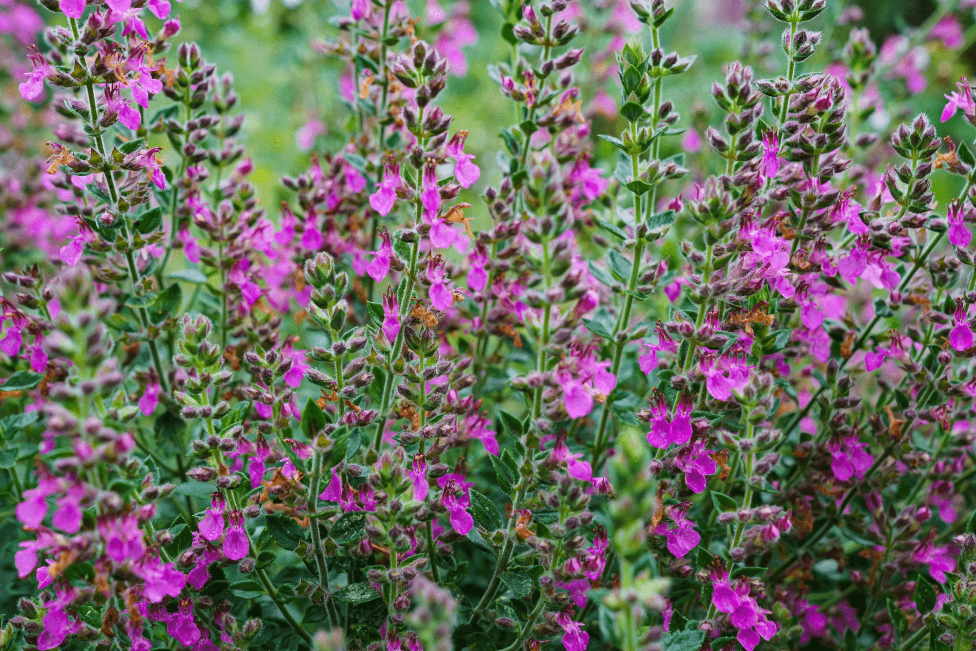 Wall Germander 1 Wall Germander