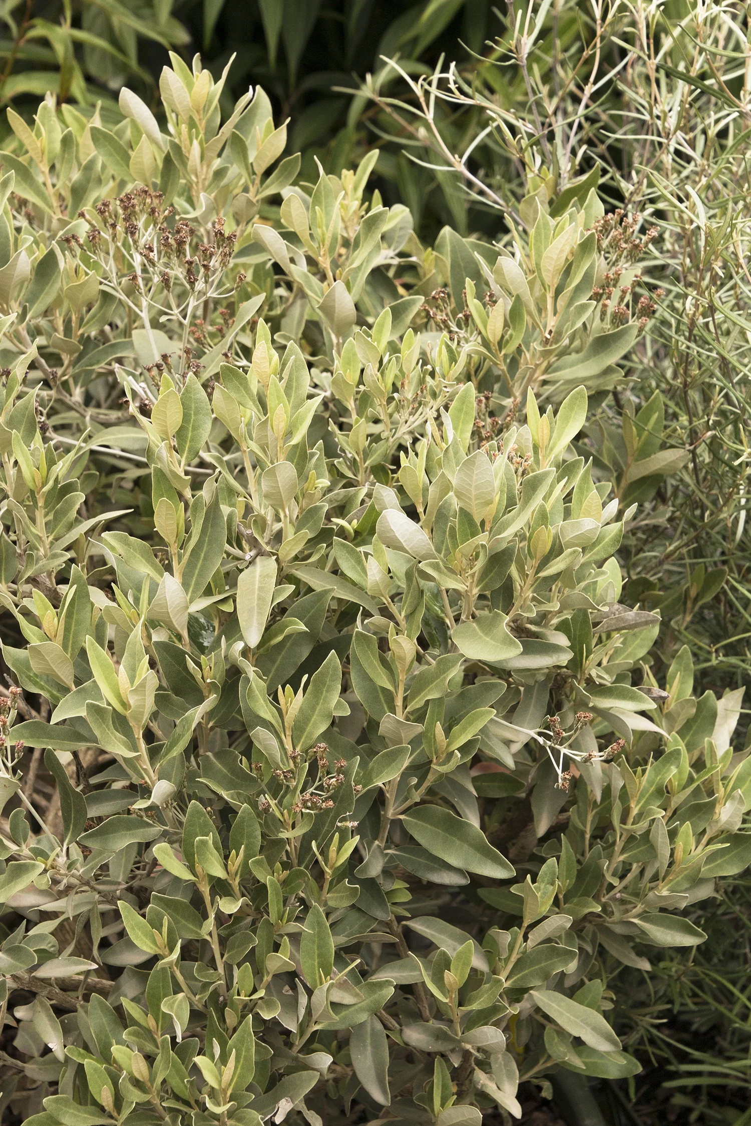 Aotearoa Daisy™ Streamside Tree Daisy