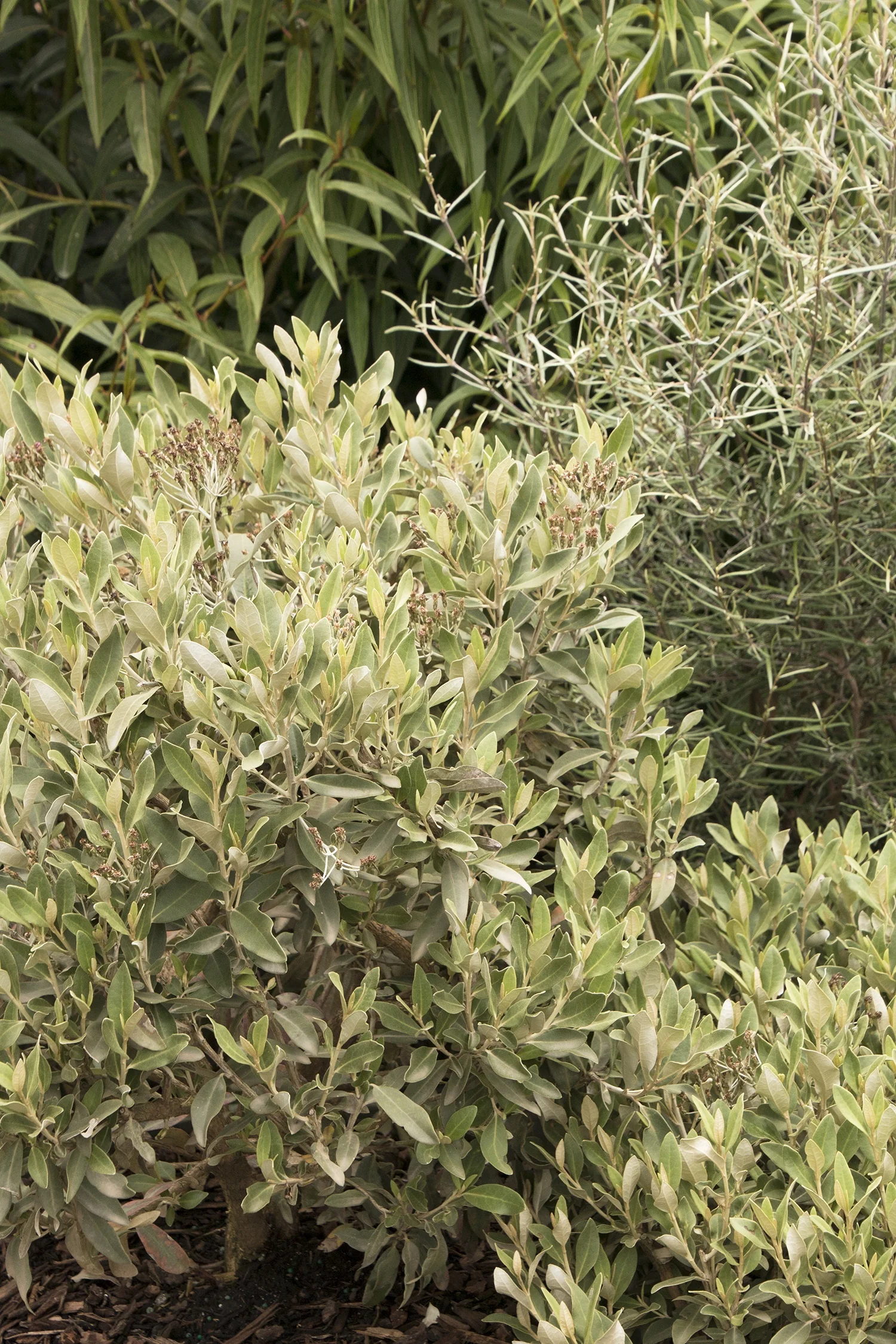 Aotearoa Daisy™ Streamside Tree Daisy