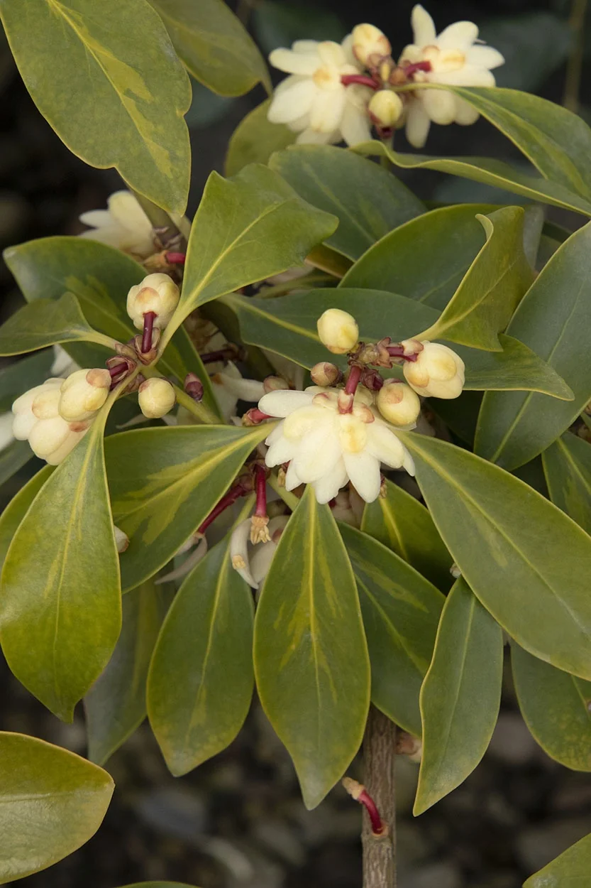 Plumshine™ Japanese Anise Tree