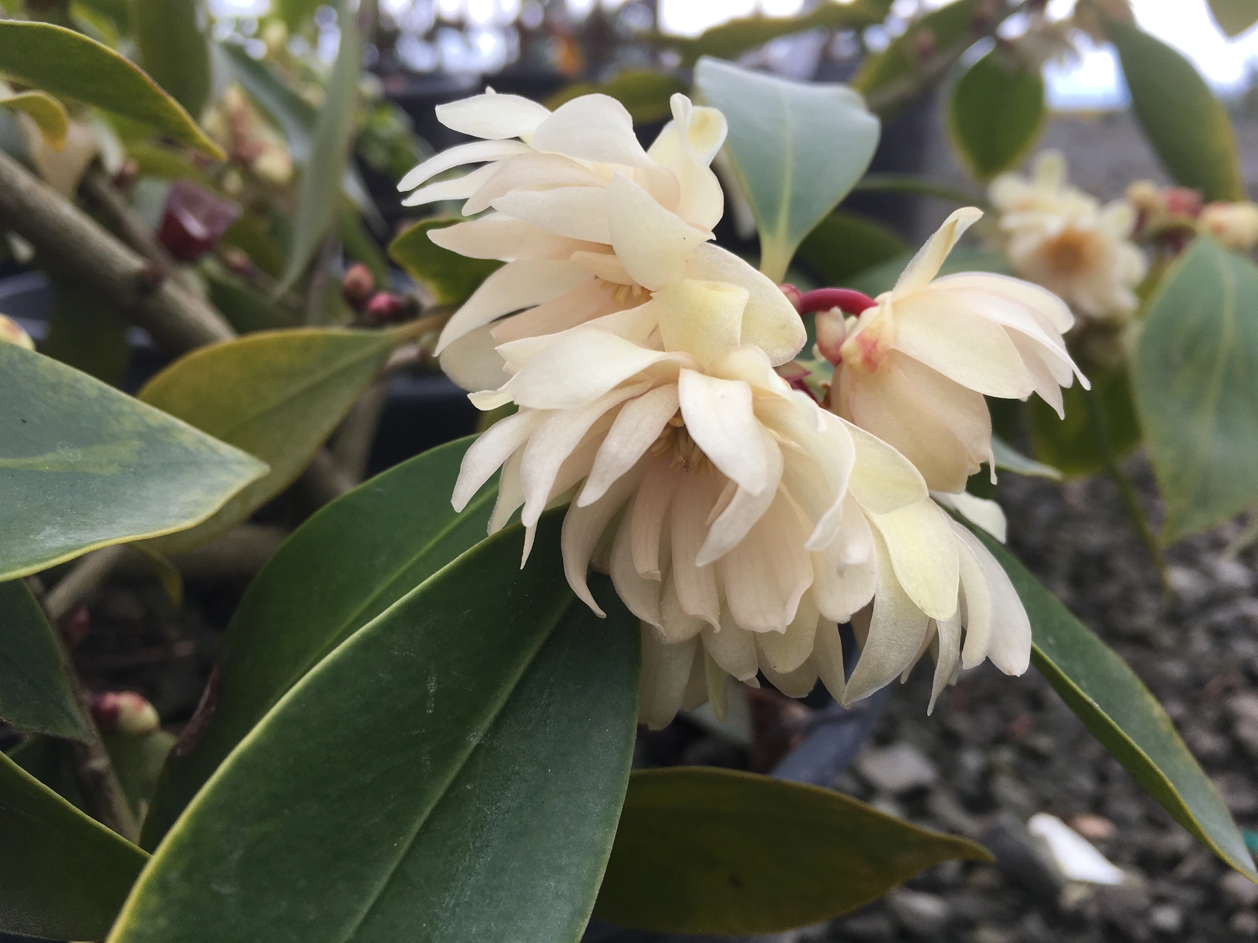 Plumshine™ Japanese Anise Tree