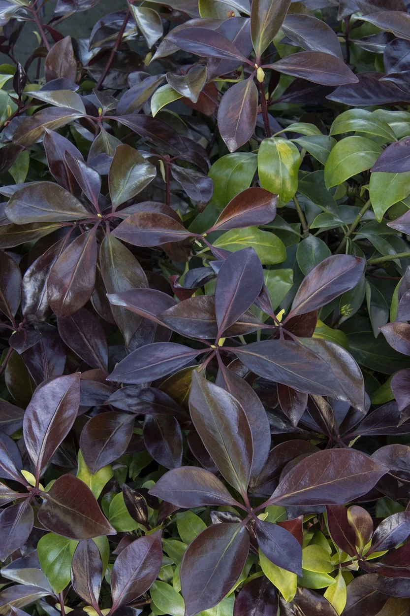 Plumshine™ Japanese Anise Tree 3 Plumshine™ Japanese Anise Tree