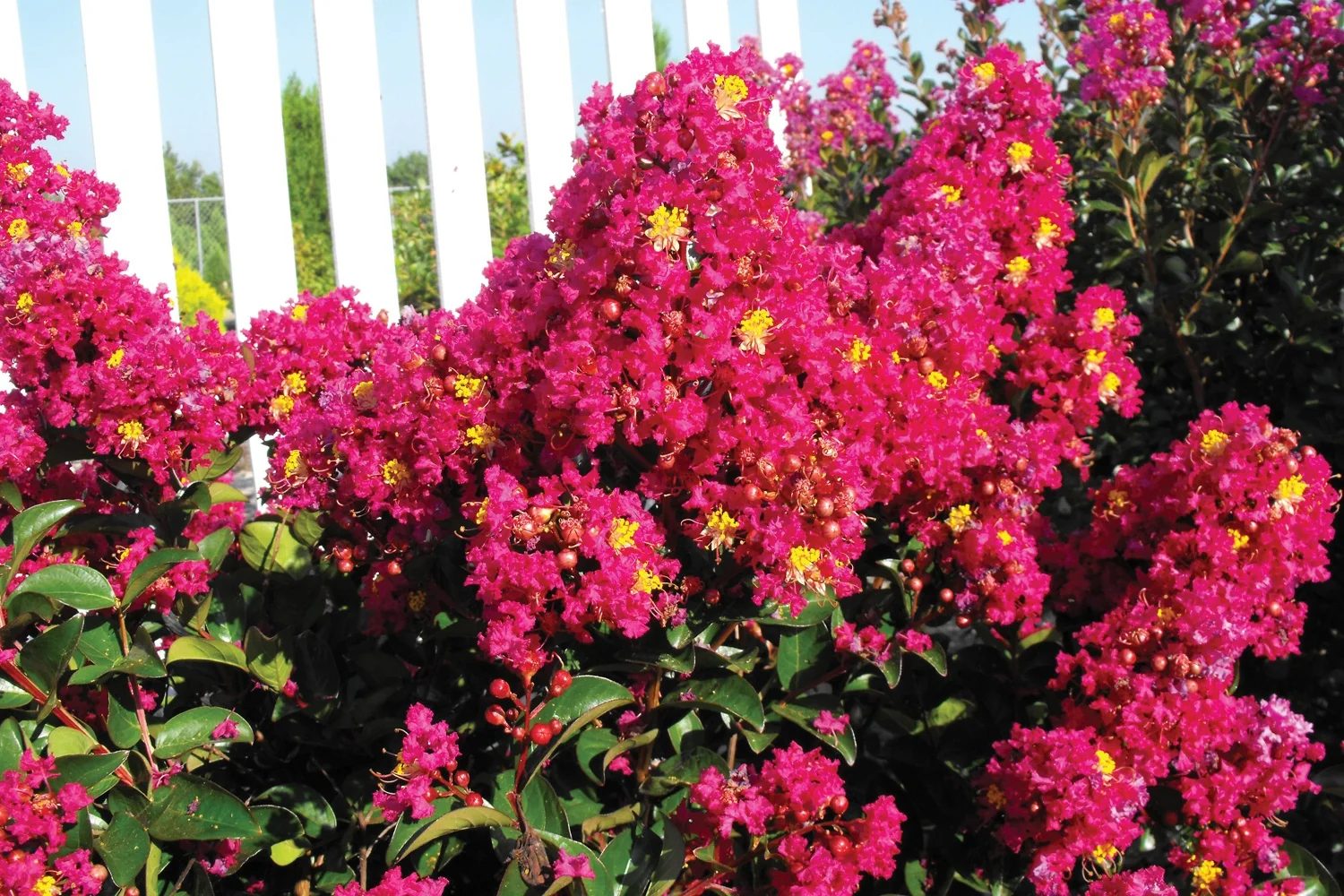 Berry Dazzle® Dwarf Crape Myrtle