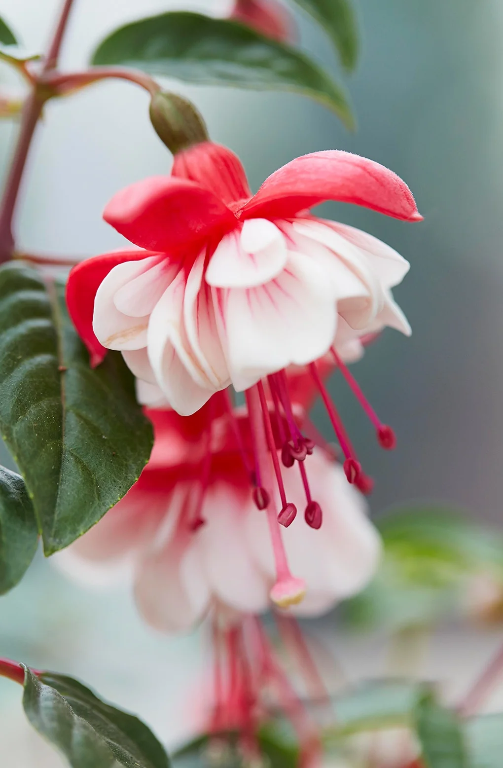Britney Fuchsia 2 Britney Fuchsia