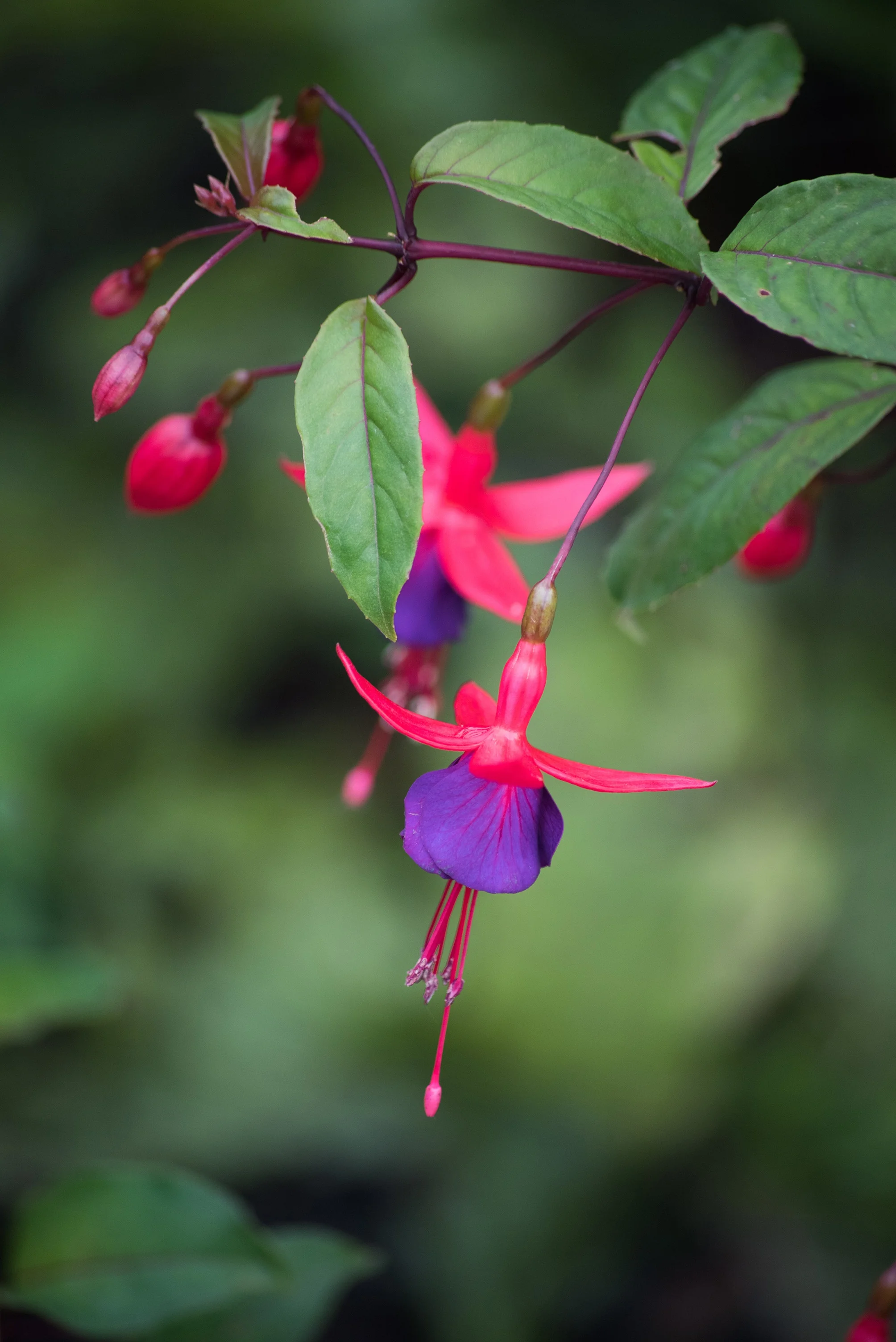 Angela Fuchsia 5 Angela Fuchsia