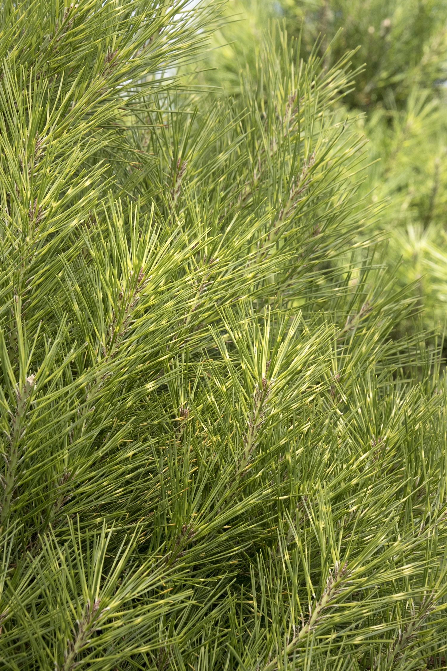 Golden Ghost Japanese Red Pine 1 Golden Ghost Japanese Red Pine