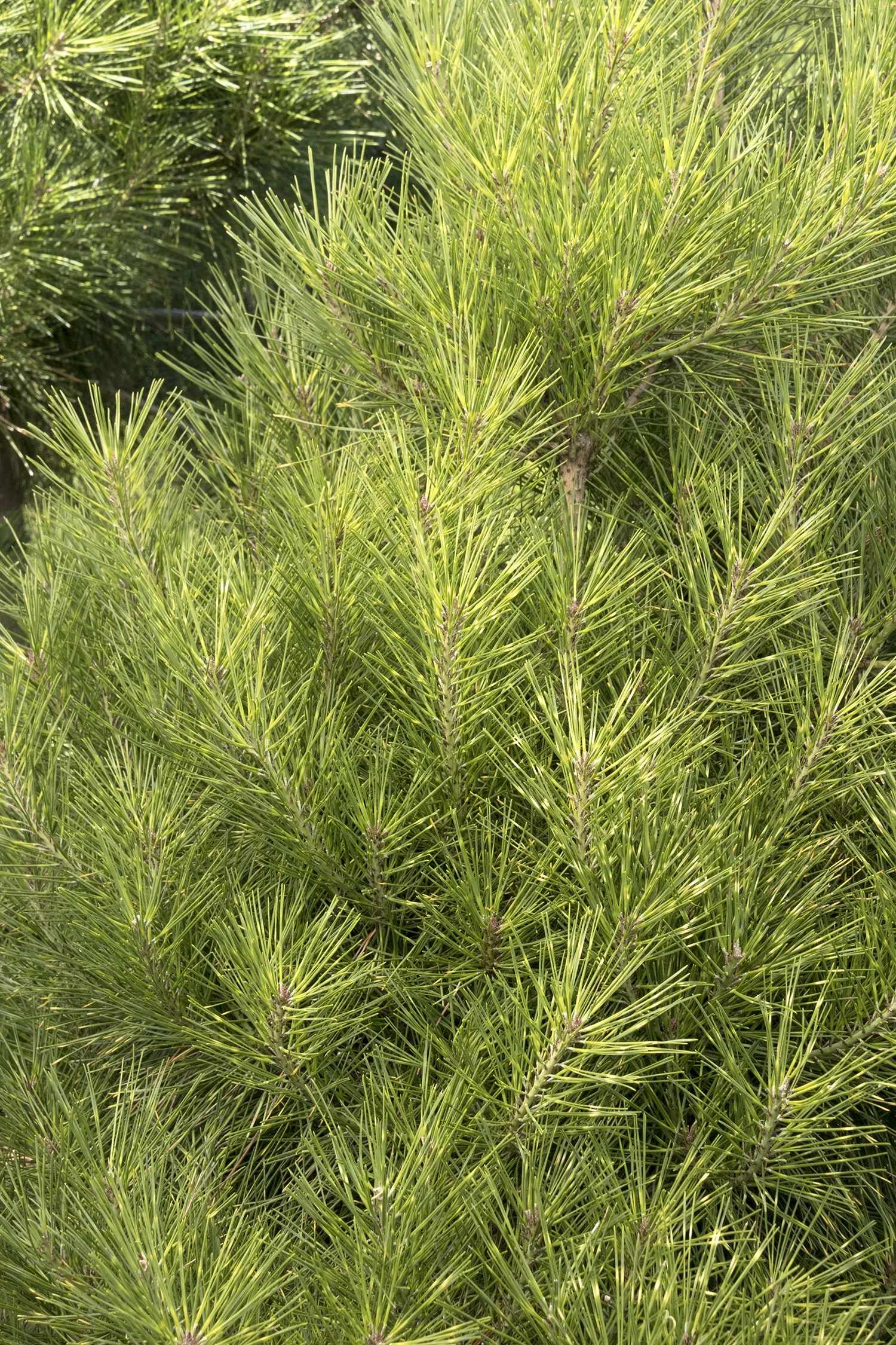 Golden Ghost Japanese Red Pine 2 Golden Ghost Japanese Red Pine