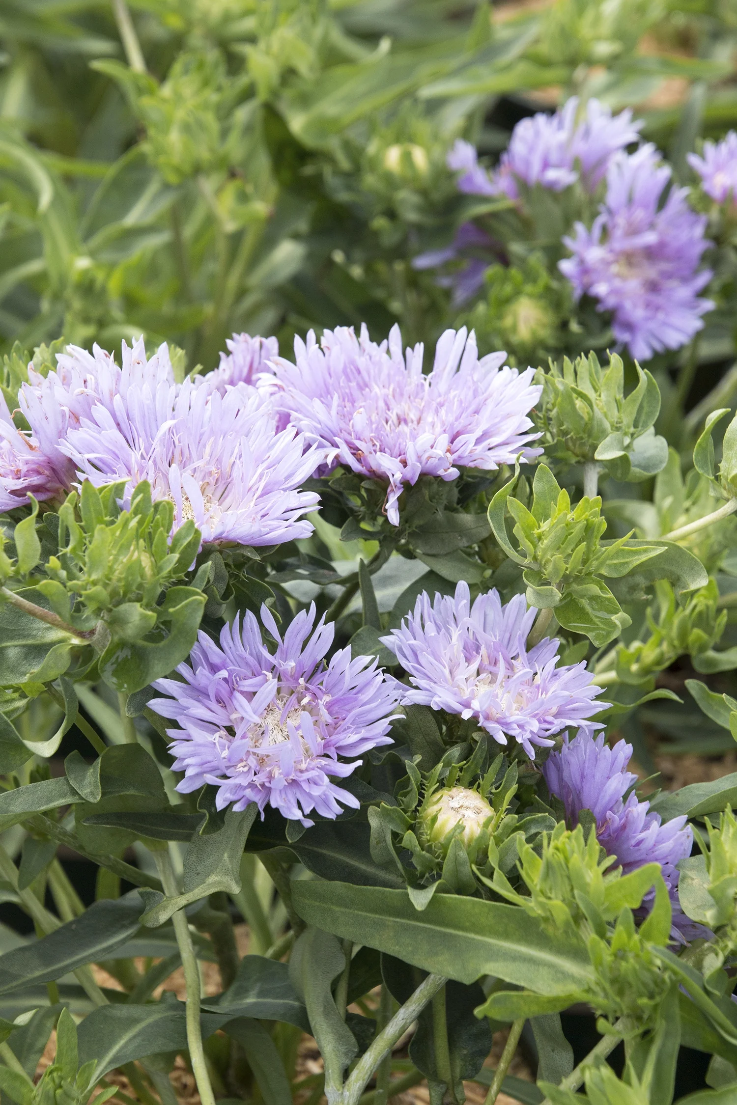 Blue Danube Stokes' Aster 1 Blue Danube Stokes' Aster