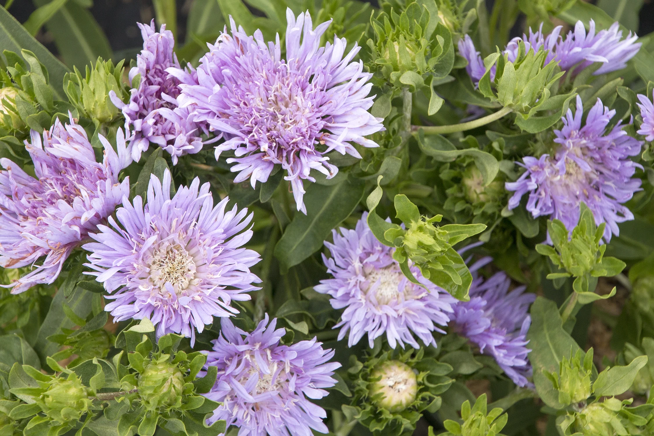 Blue Danube Stokes' Aster 2 Blue Danube Stokes' Aster