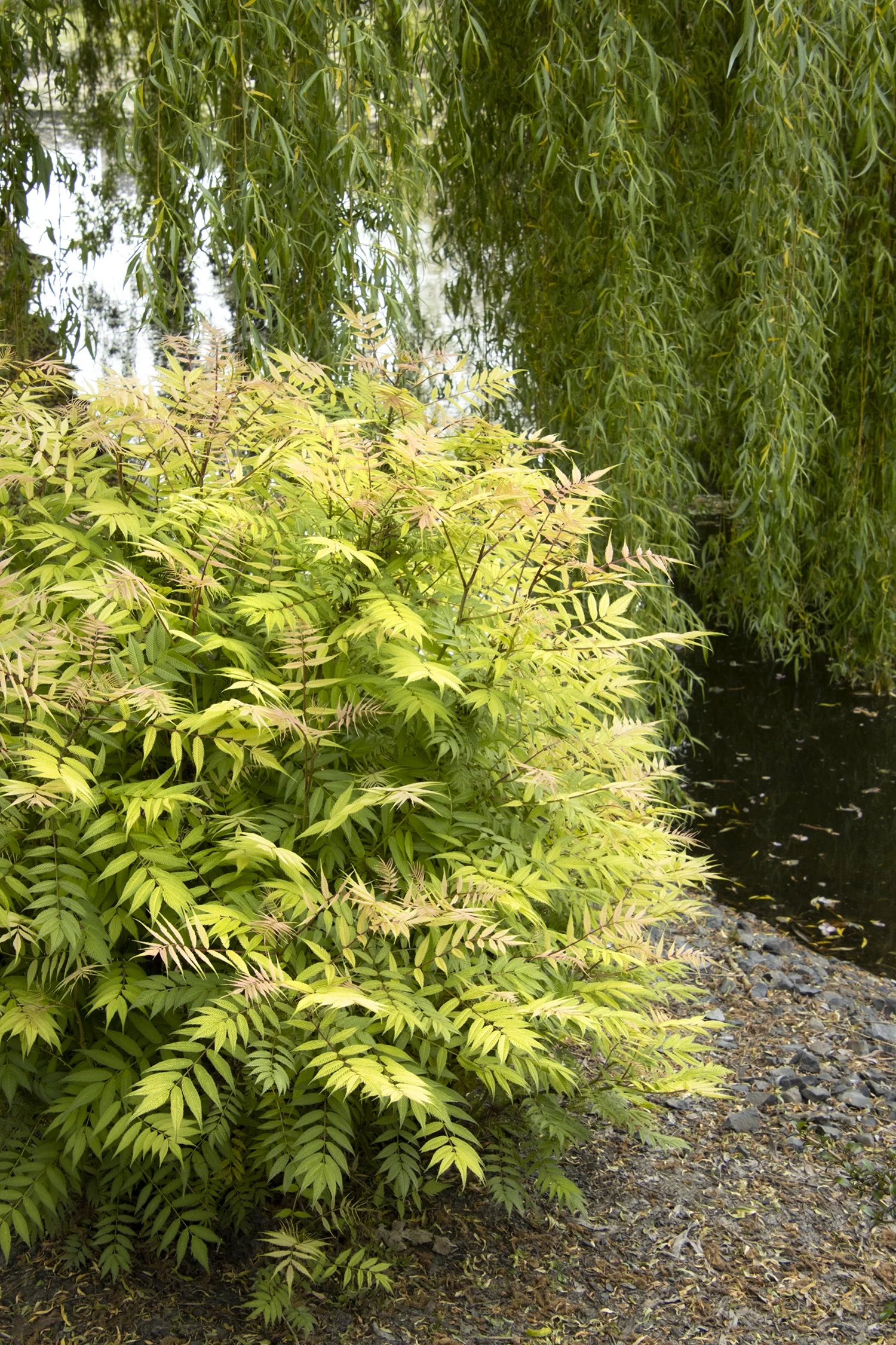 Sem False Spirea 19 Sem False Spirea