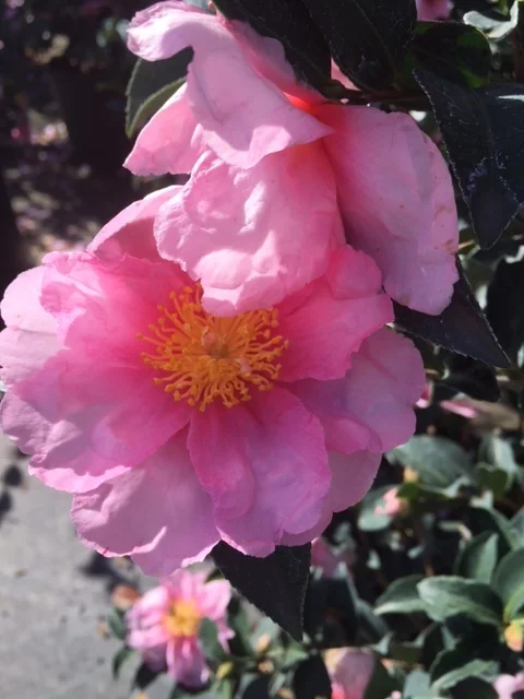 Kanjiro Pink Camellia 4 Kanjiro Pink Camellia