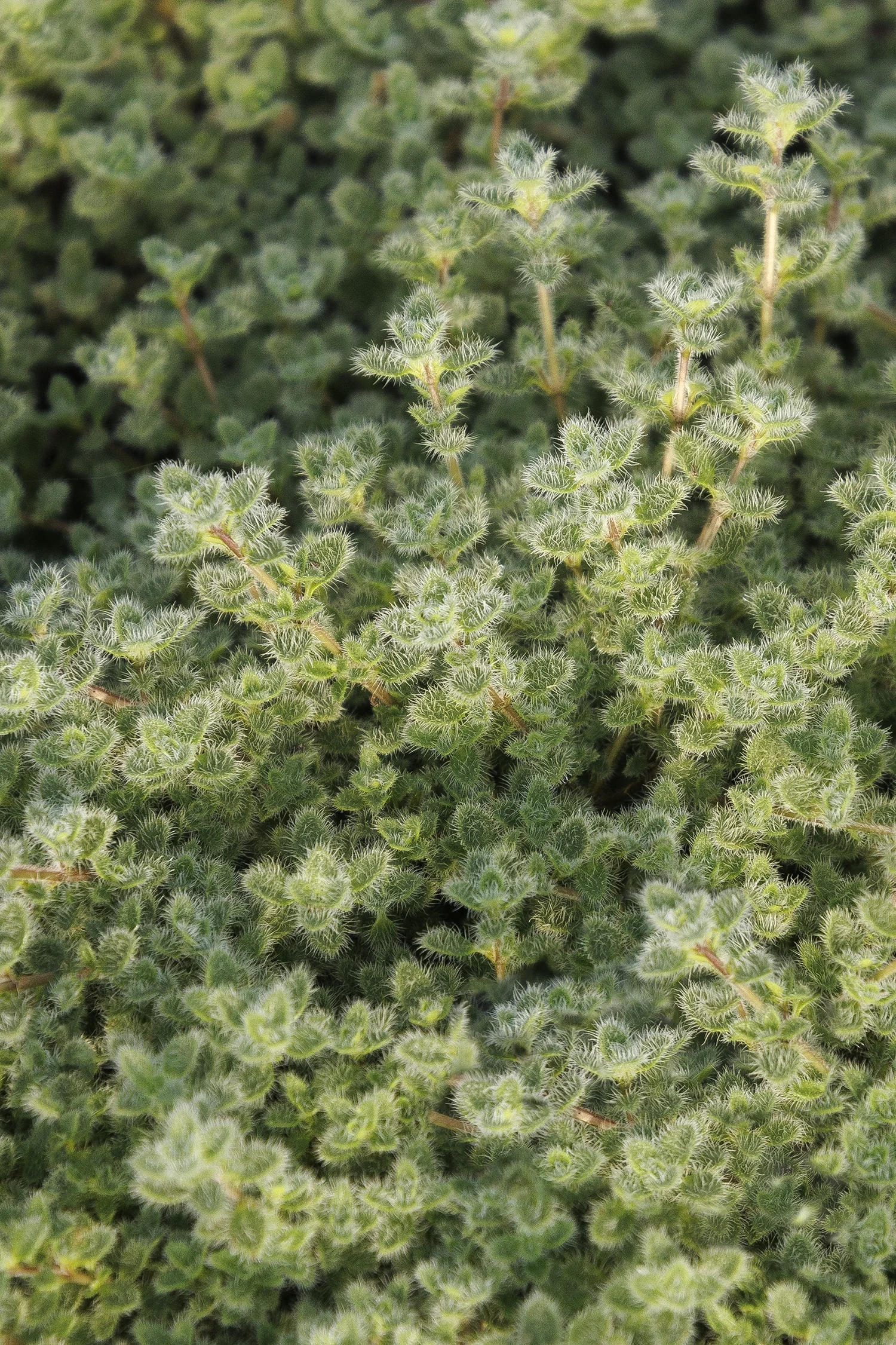 Woolly Thyme