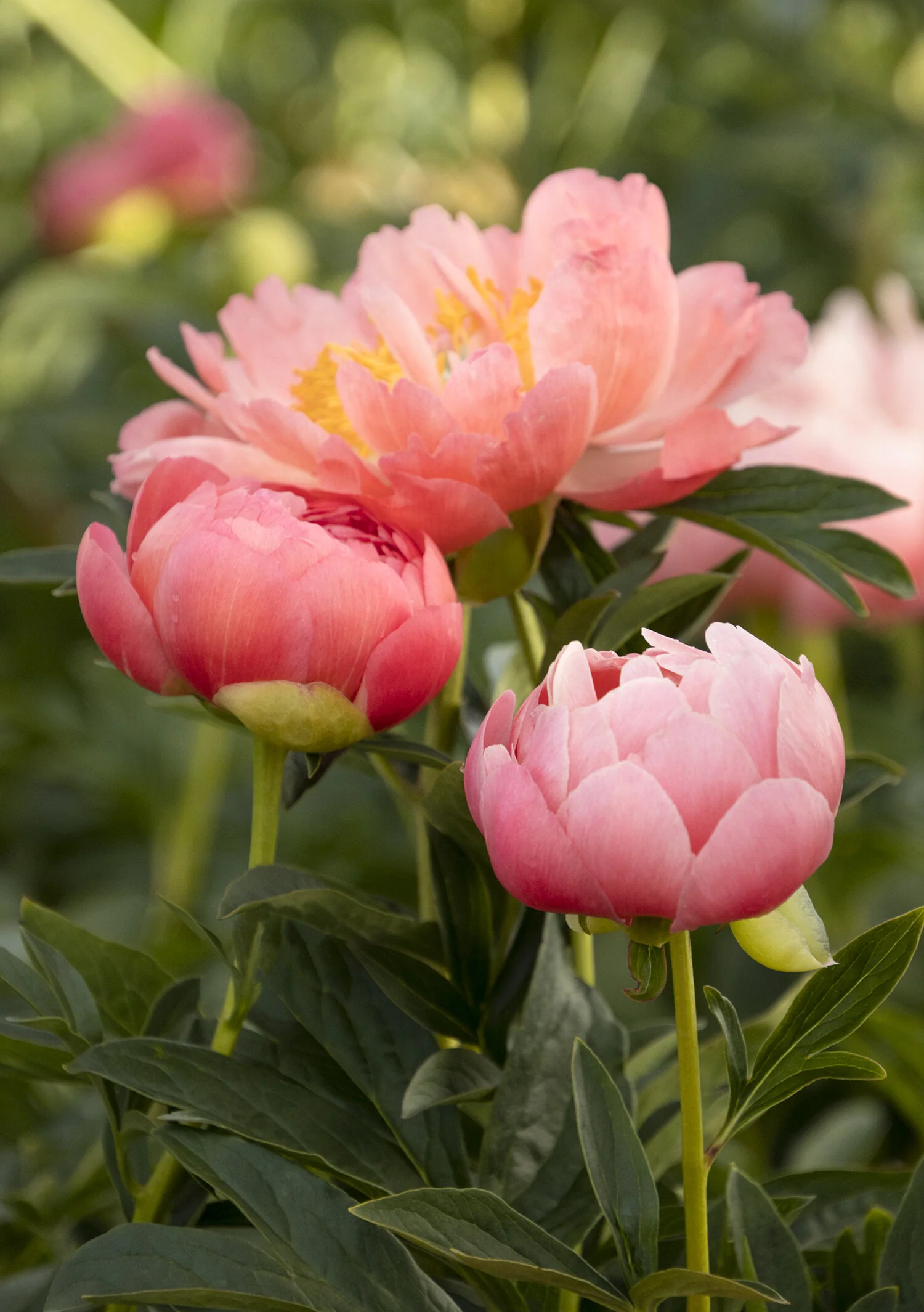 Pink Hawaiian Coral Peony 9 Pink Hawaiian Coral Peony